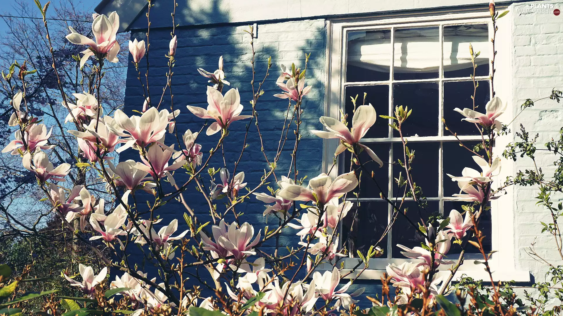 Window, Magnolia, house