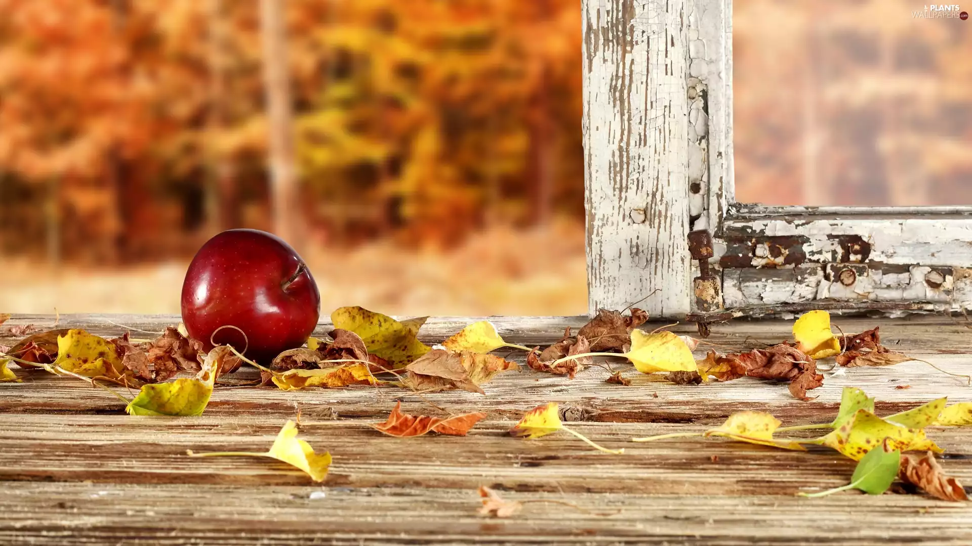 Window, Apple, Leaf