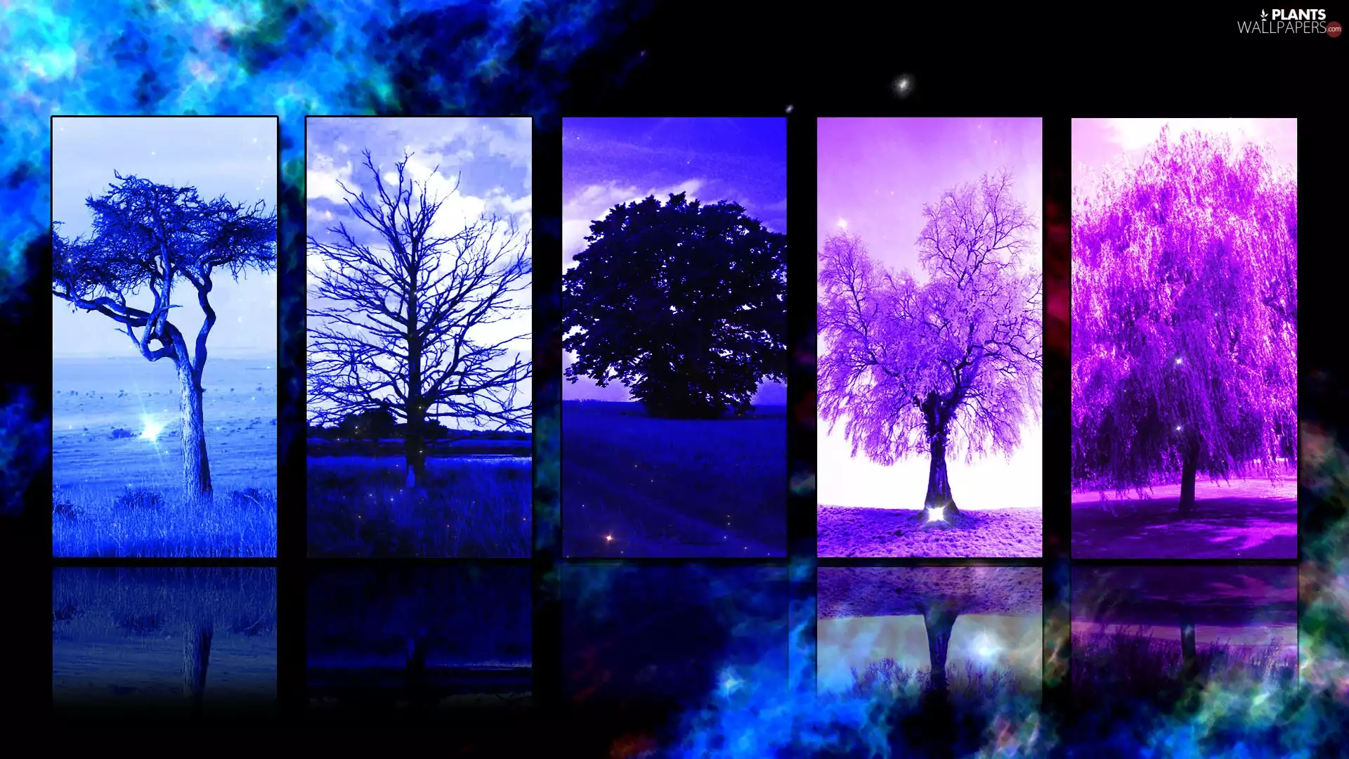 graphics, trees, viewes, Windows