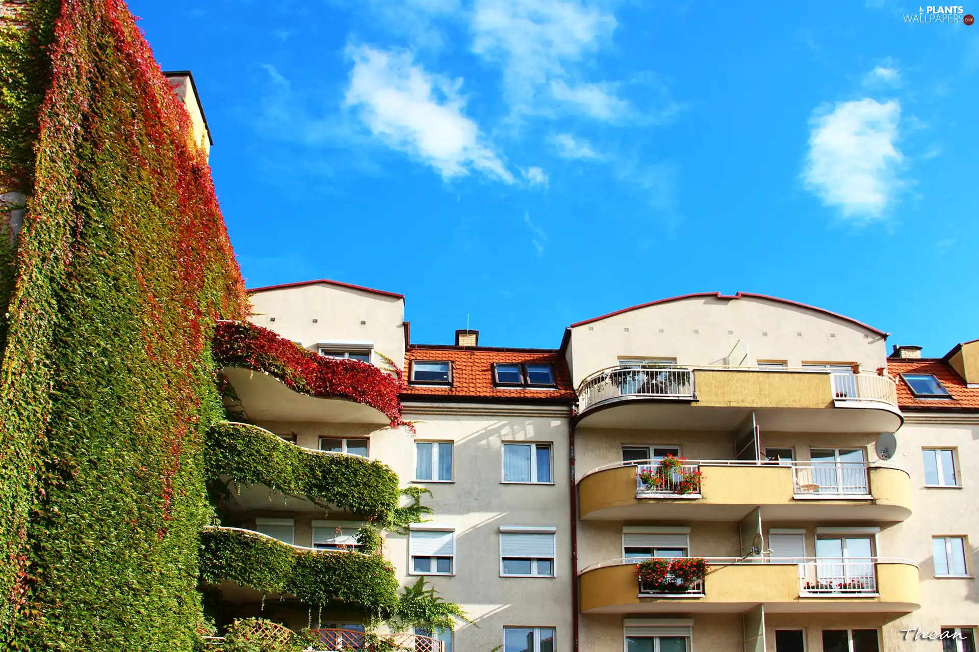 buildings, wild, wine, Wooded