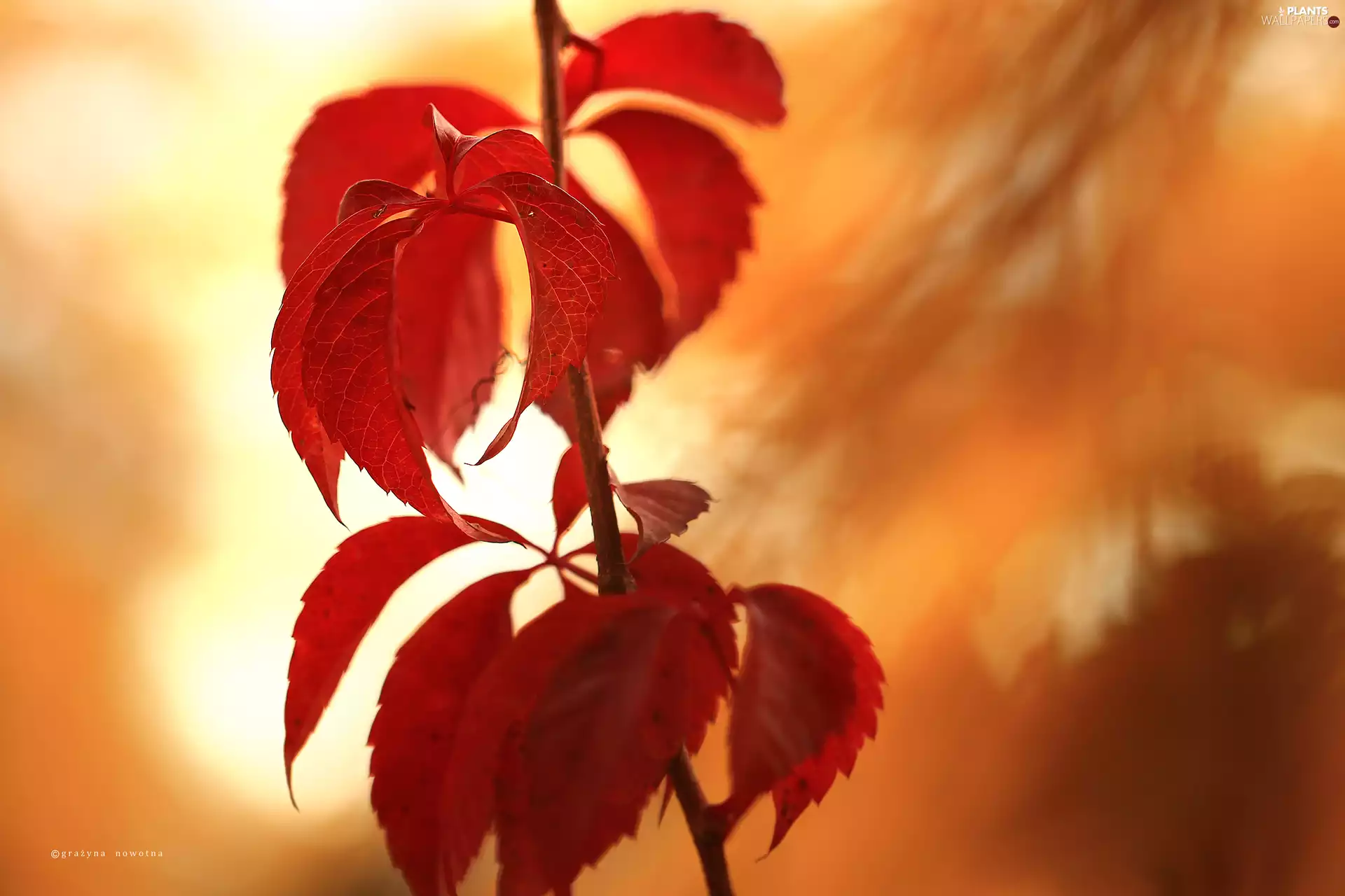 wild, Red, Leaf, Wine