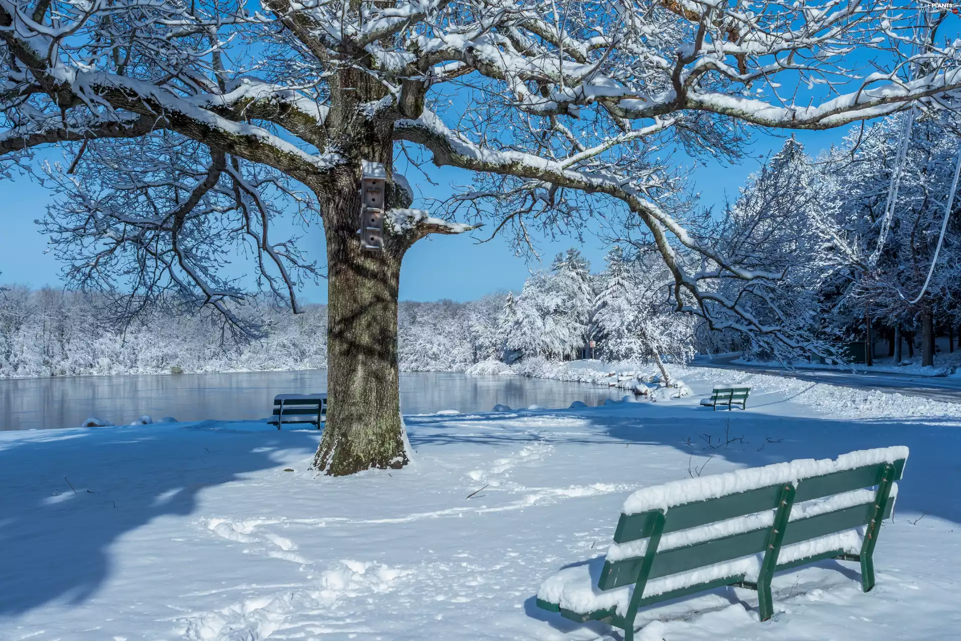 trees, Park, bench, winter, viewes, Pond - car