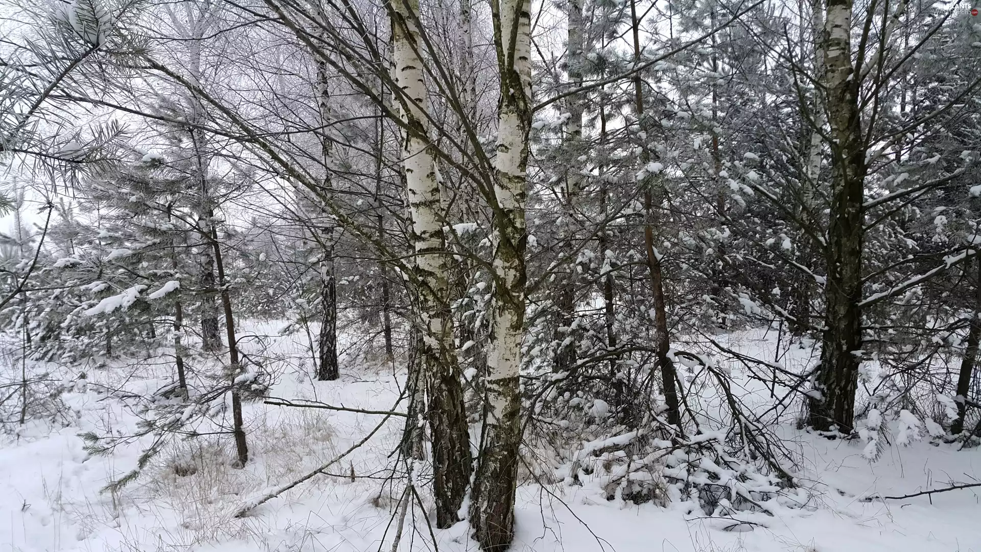 birch-tree, forest, winter