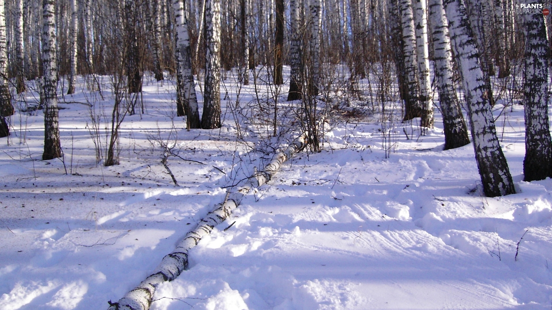 winter, forest, birch