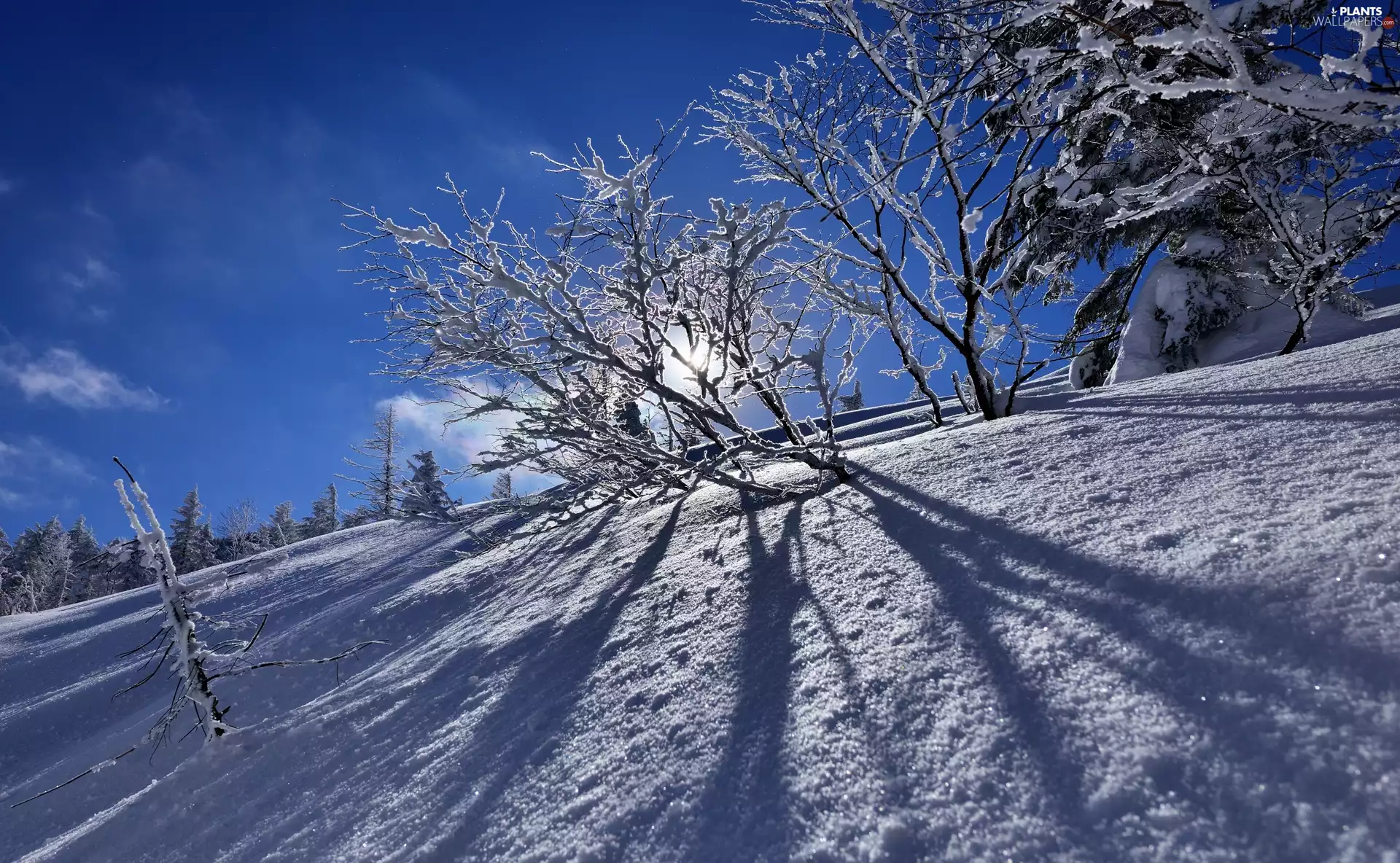 viewes, light breaking through sky, Hill, trees, winter