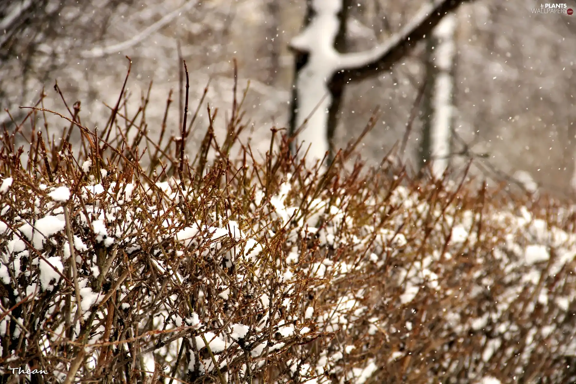 winter, Snowy, Bush