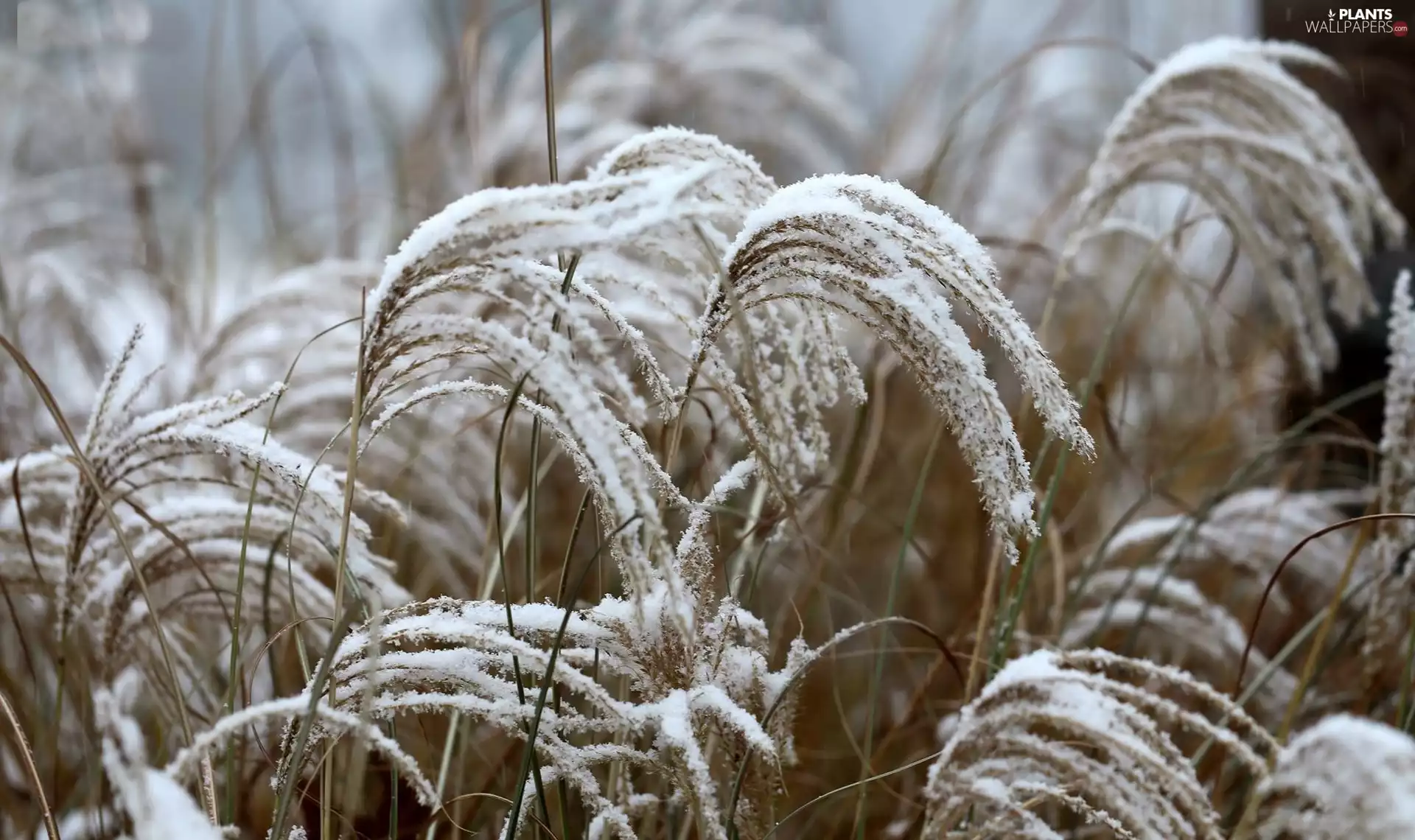 winter, Ears, cereals