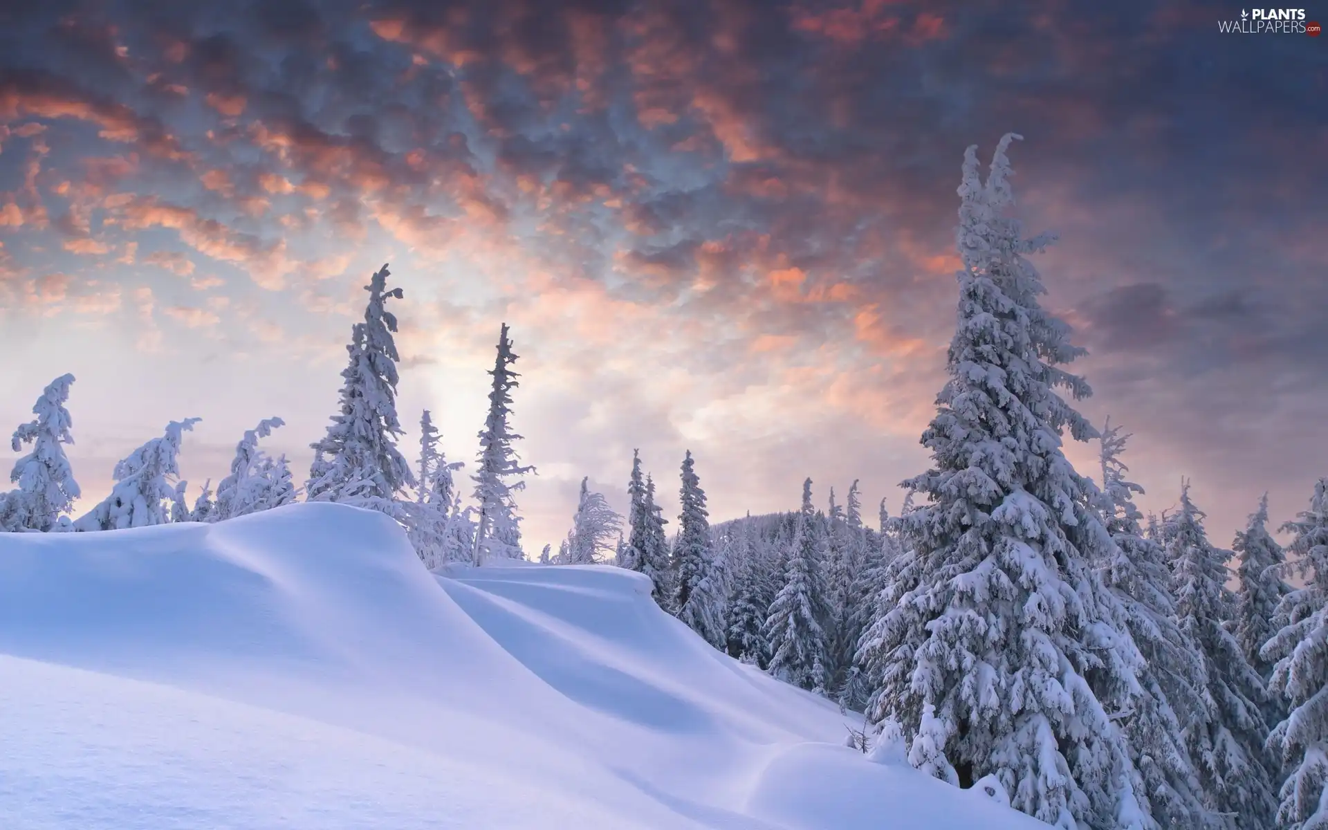 clouds, snow, winter, forest