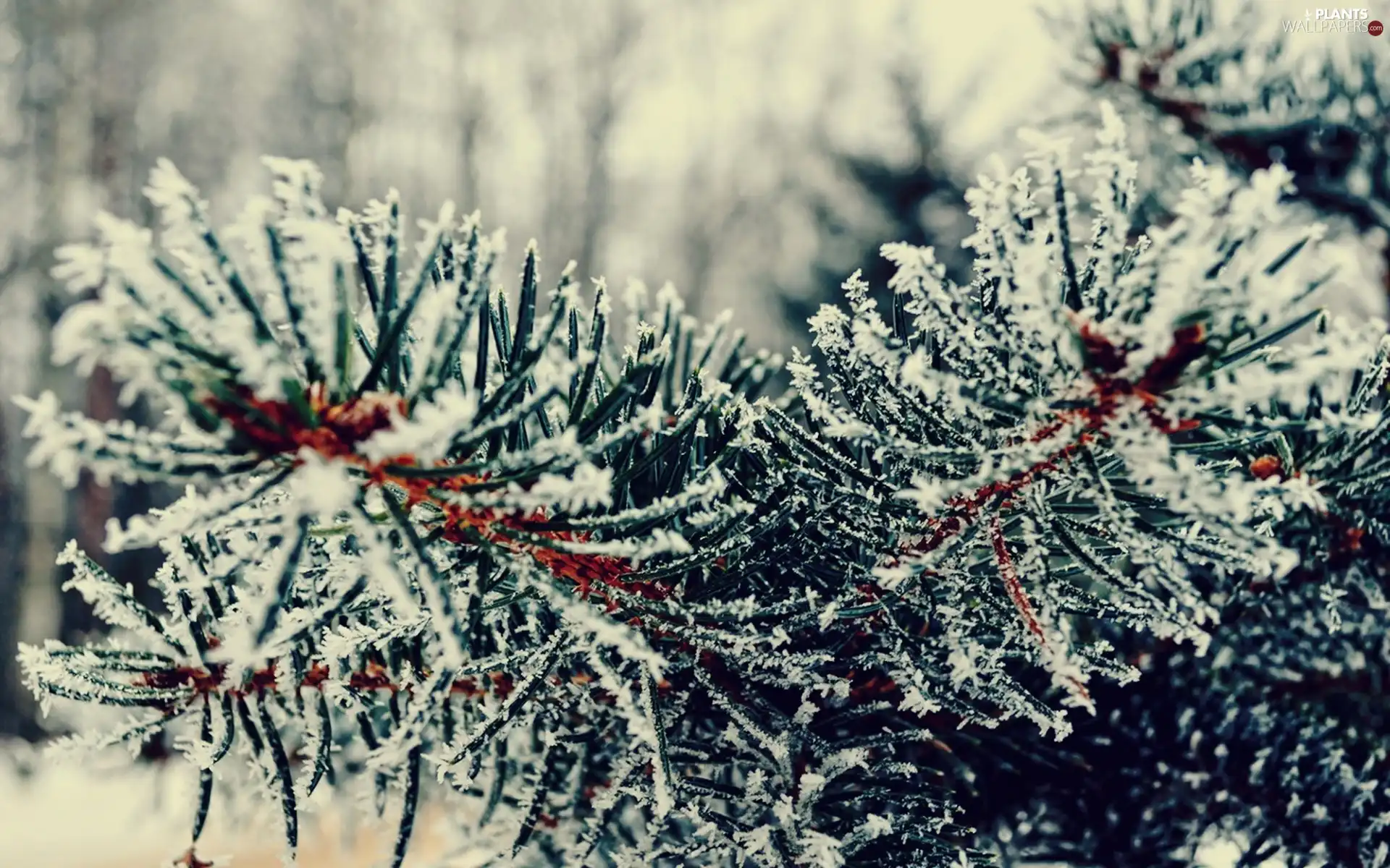 winter, Twigs, Conifers