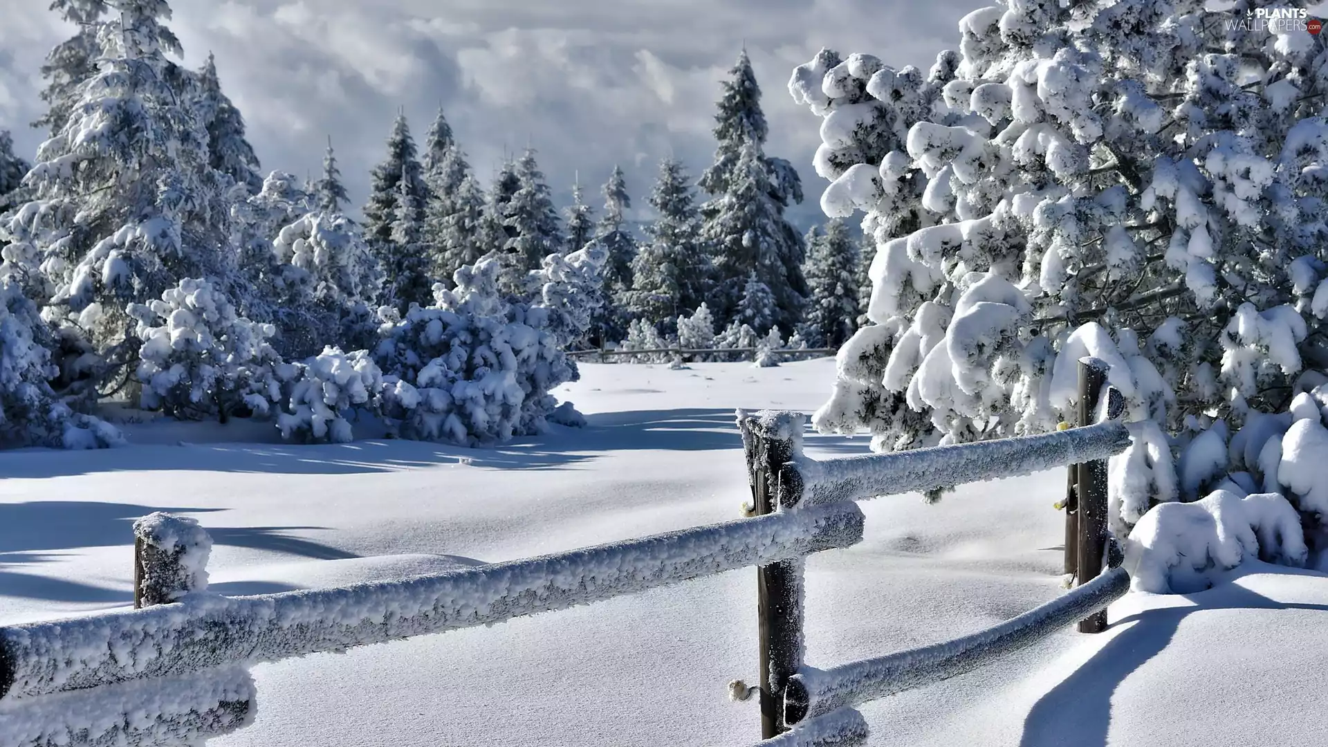trees, Schwarzwald, Fance, winter, Germany, viewes, snow