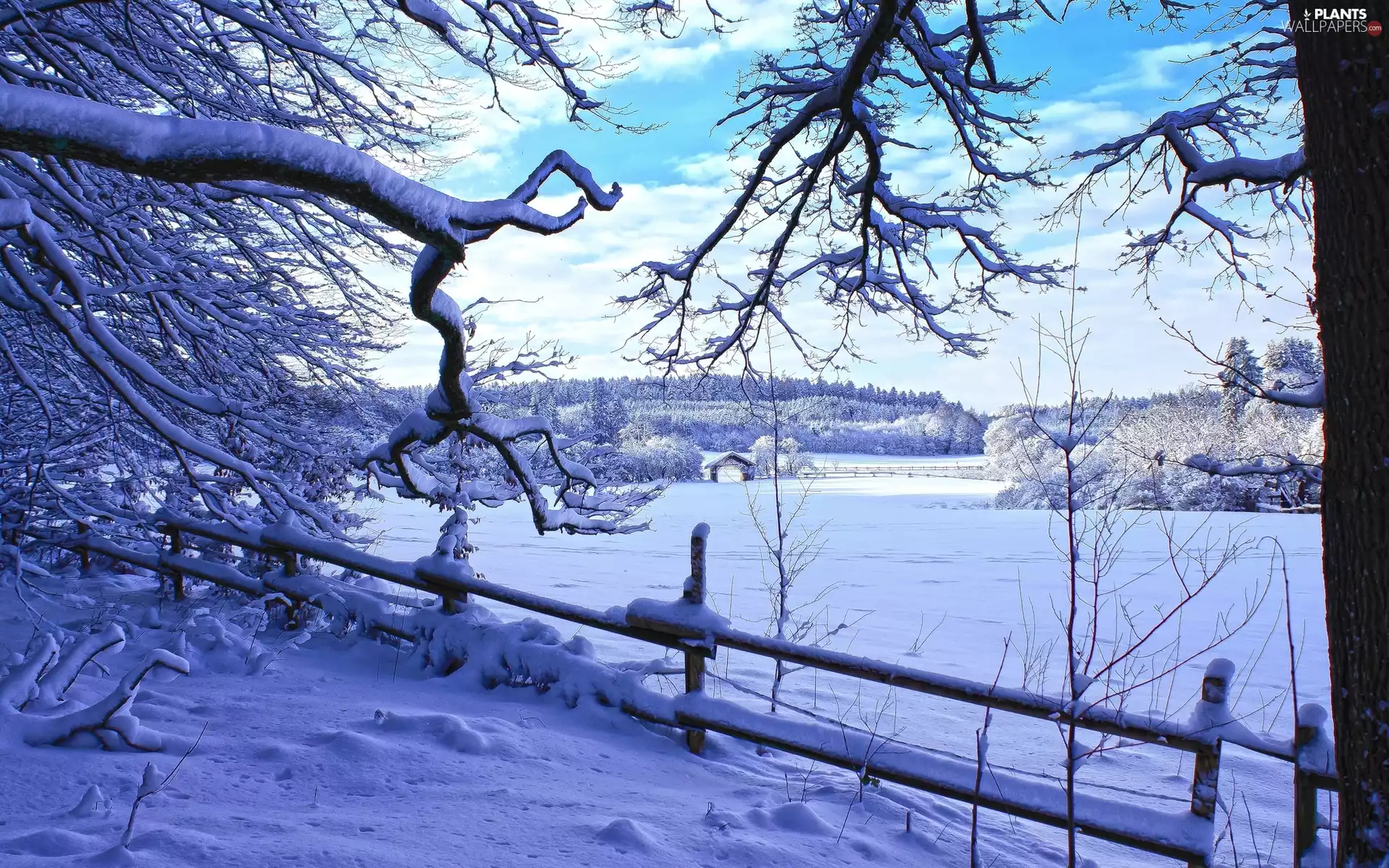 woods, field, viewes, winter, trees, fence