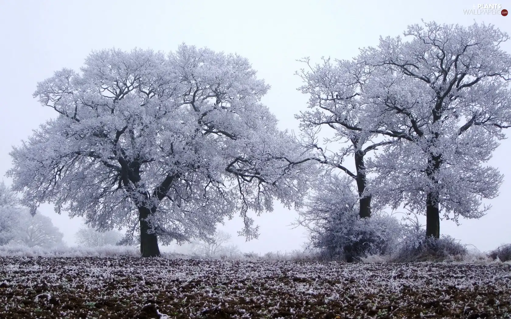 field, viewes, winter, trees