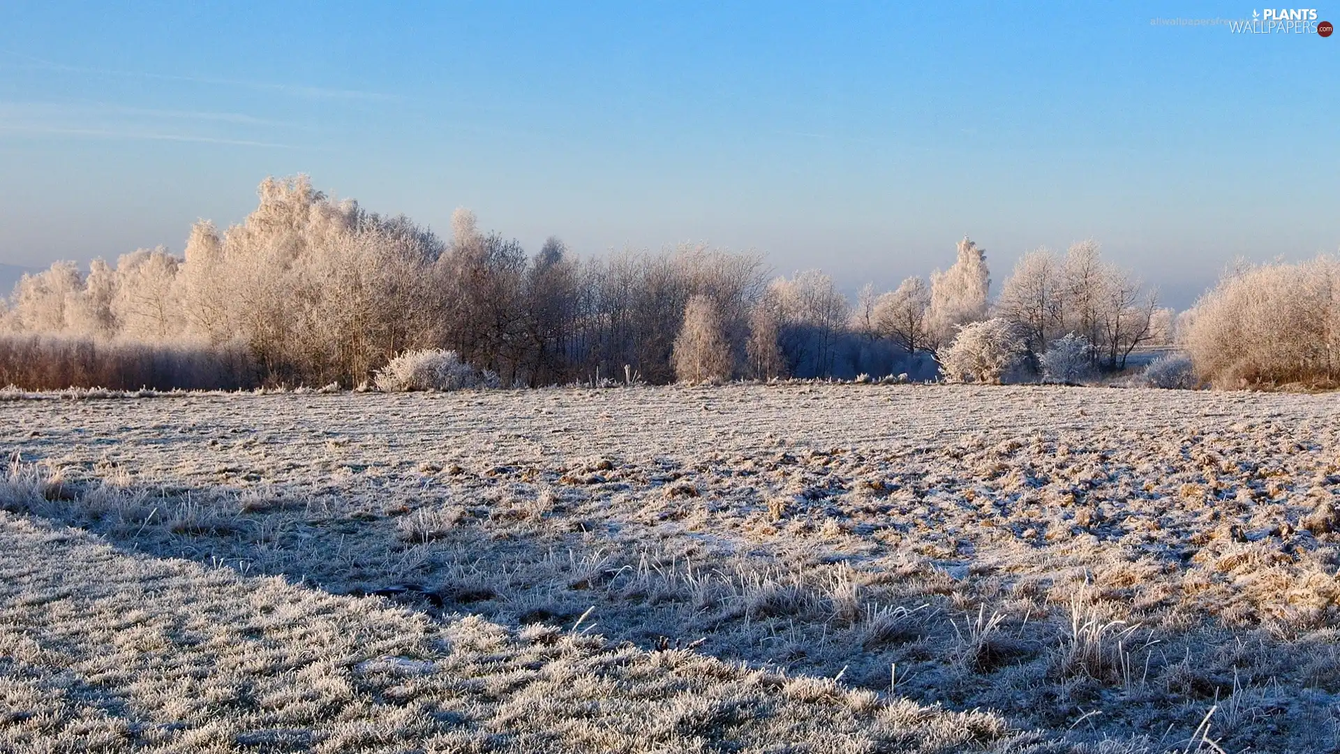 field, viewes, winter, trees