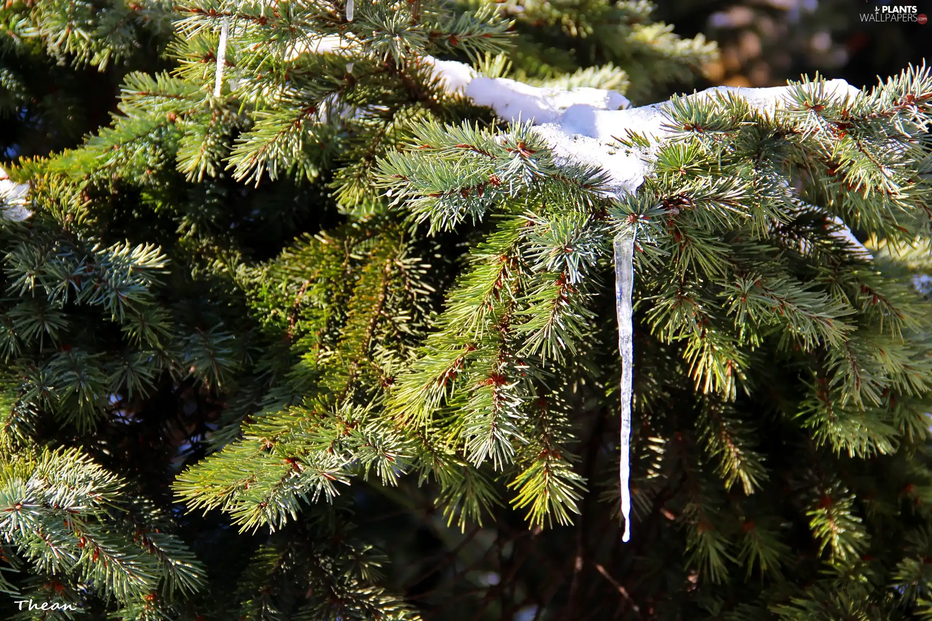 fir, stalactite, winter, pendant