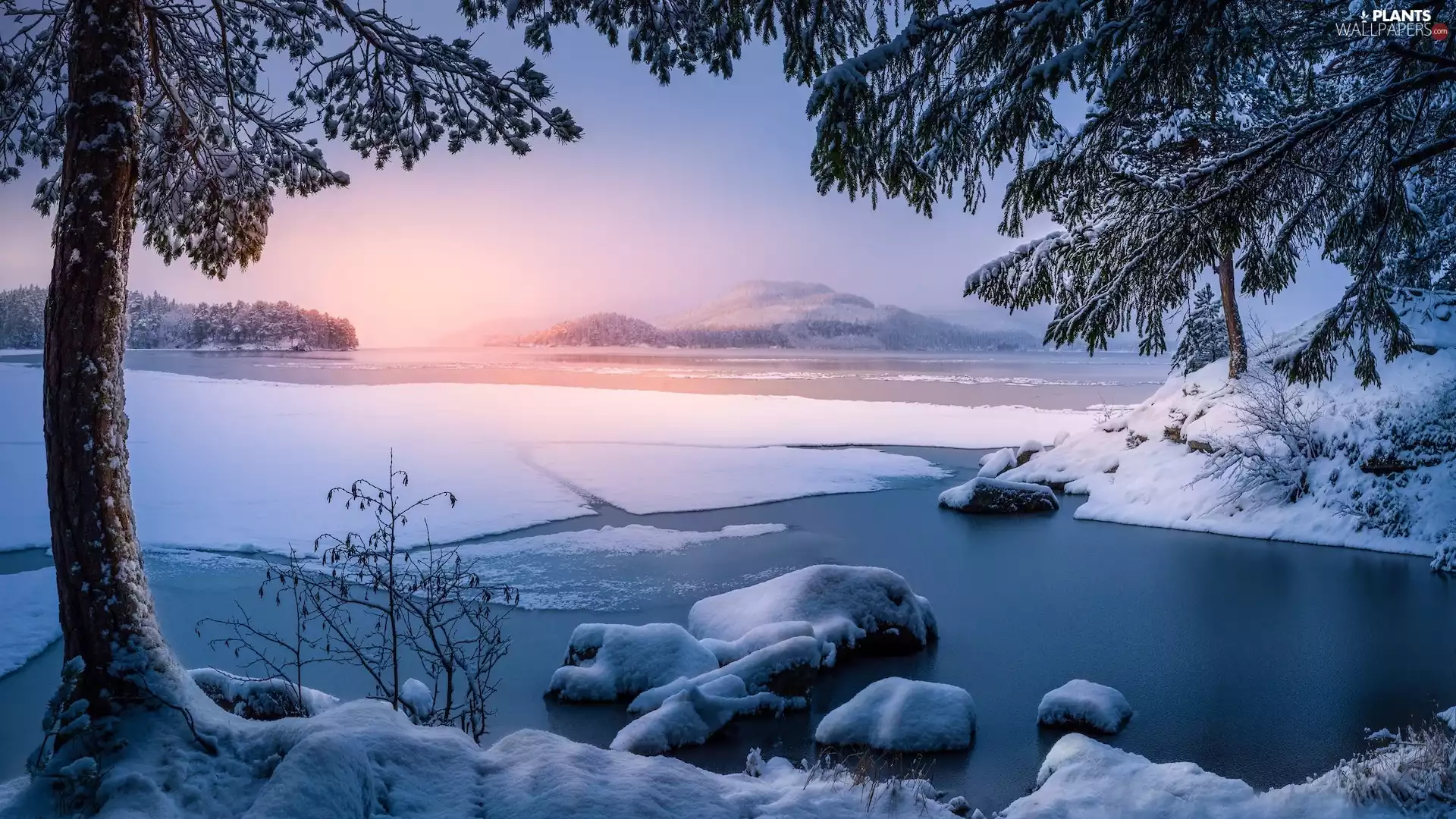 trees, Trondheim, Fog, winter, Norway, viewes, River