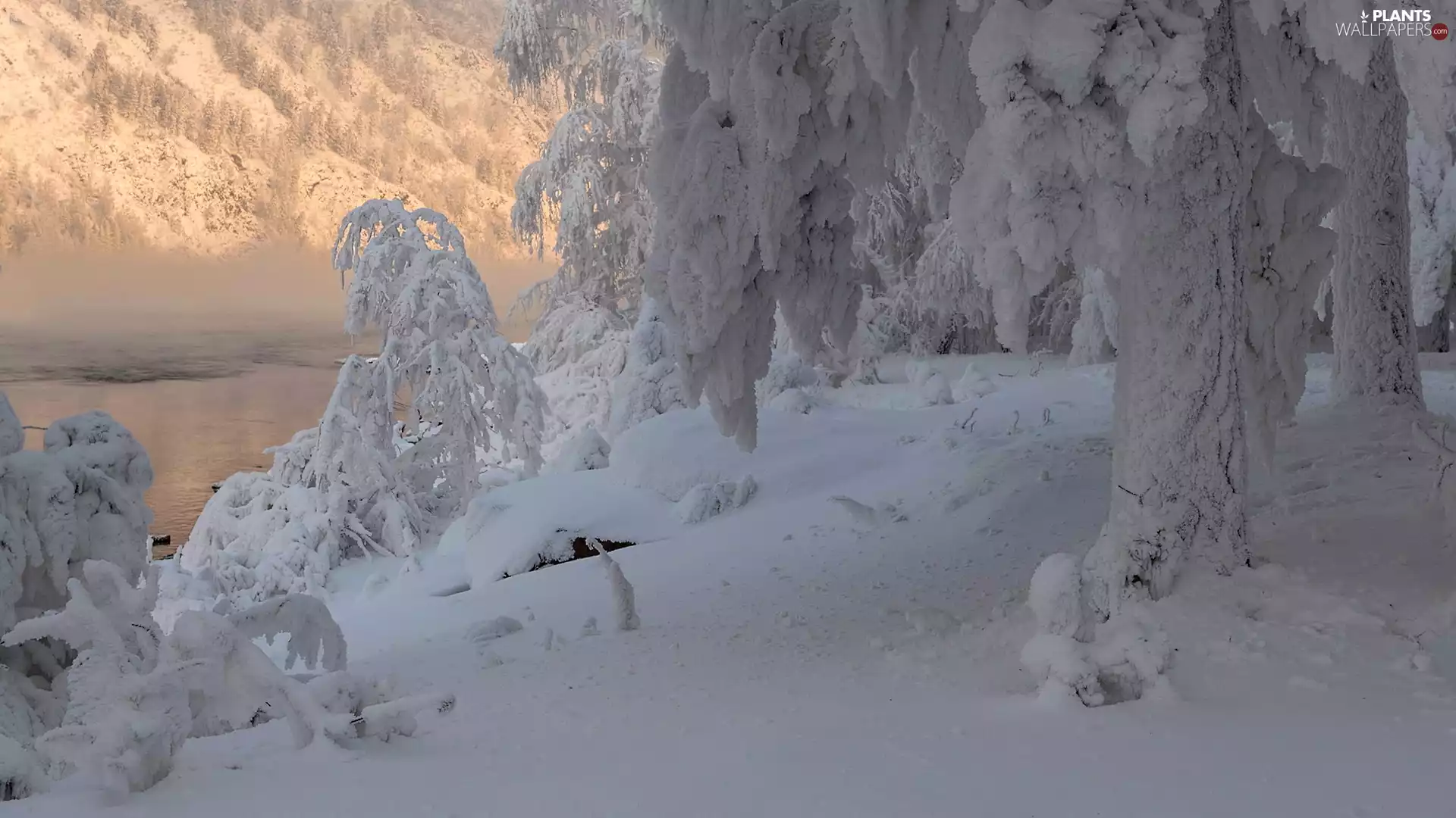 forest, lake, viewes, winter, trees, Fog