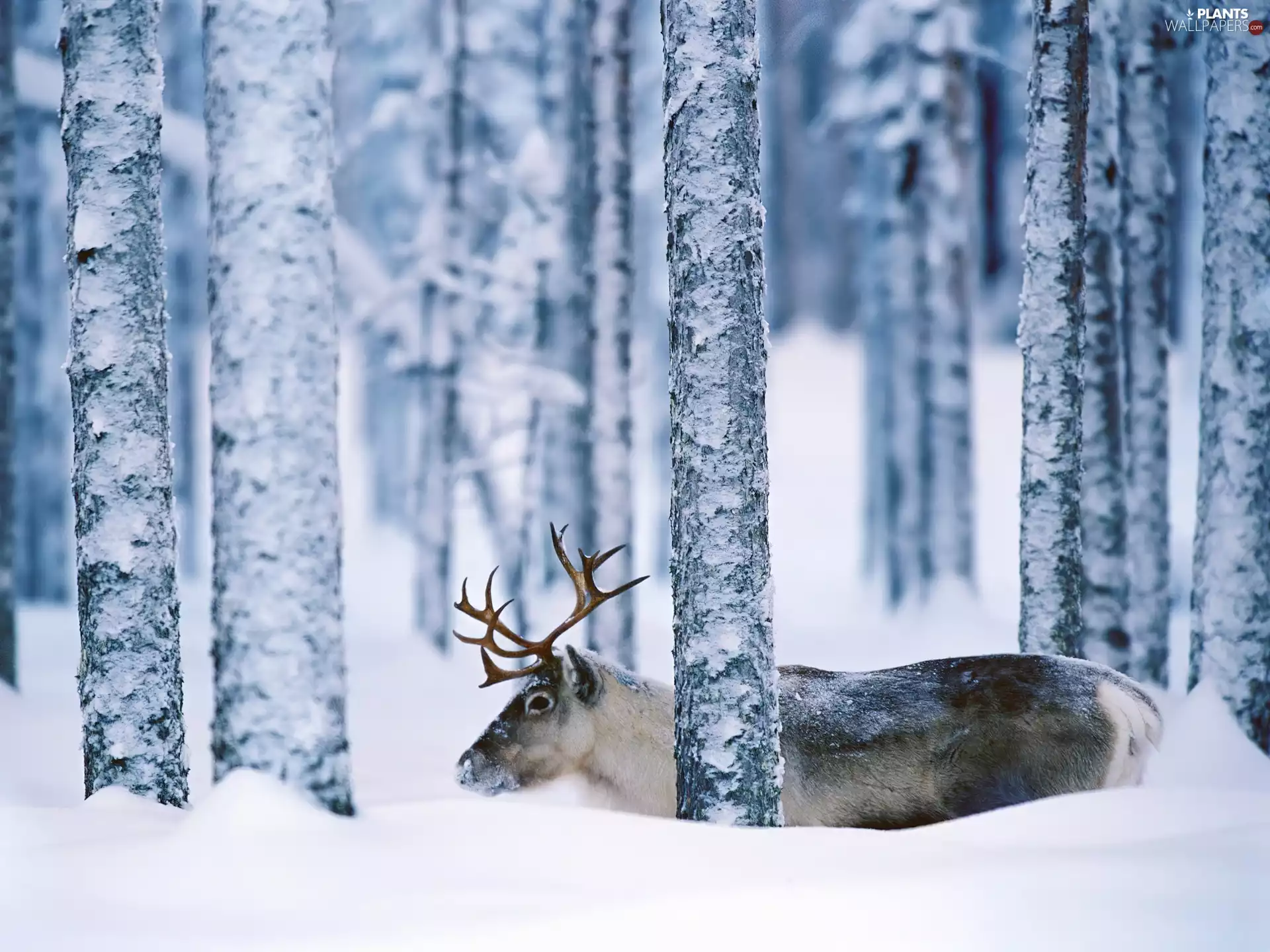 winter, deer, forest