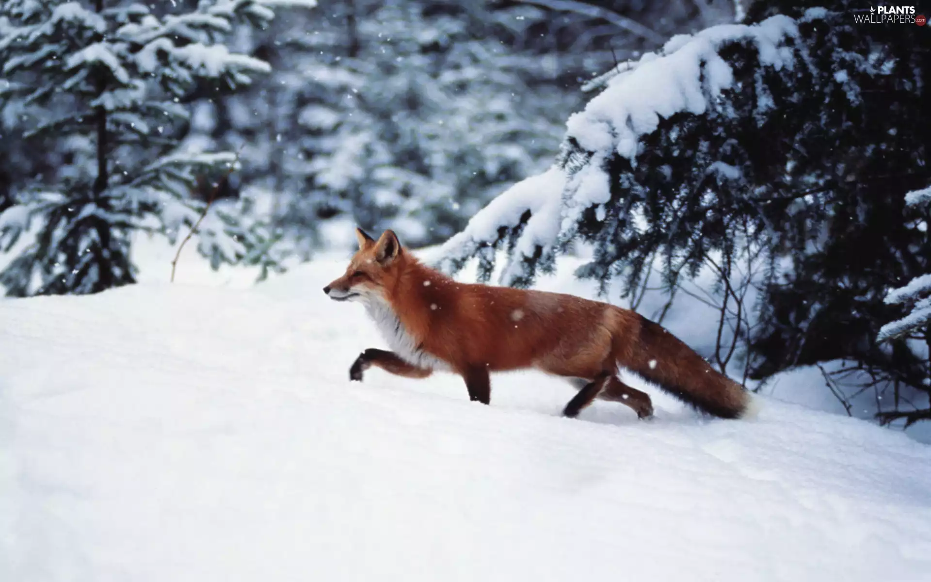 winter, Fox, forest
