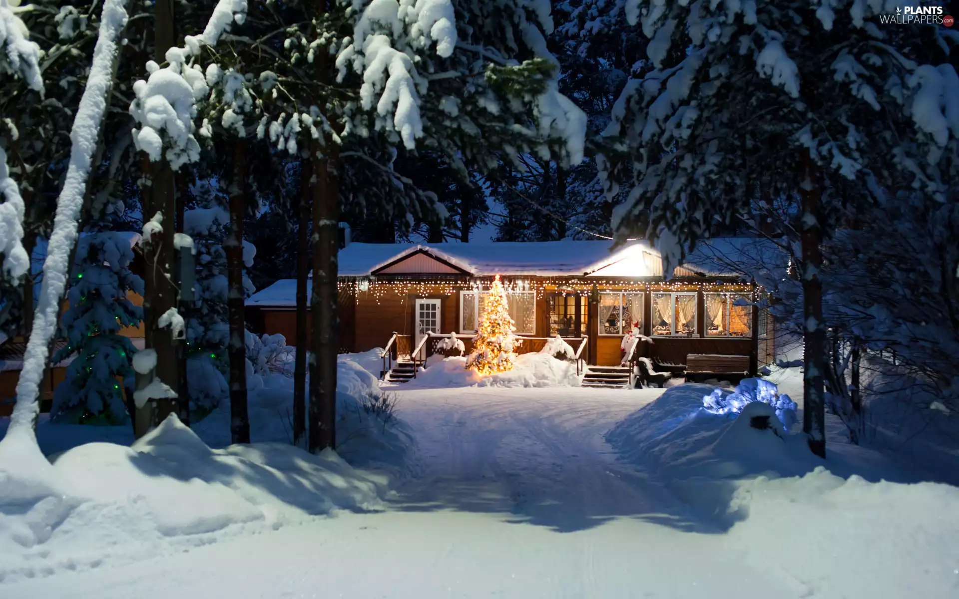 Floodlit, snow, trees, christmas tree, viewes, winter, forest, Christmas, house, Night