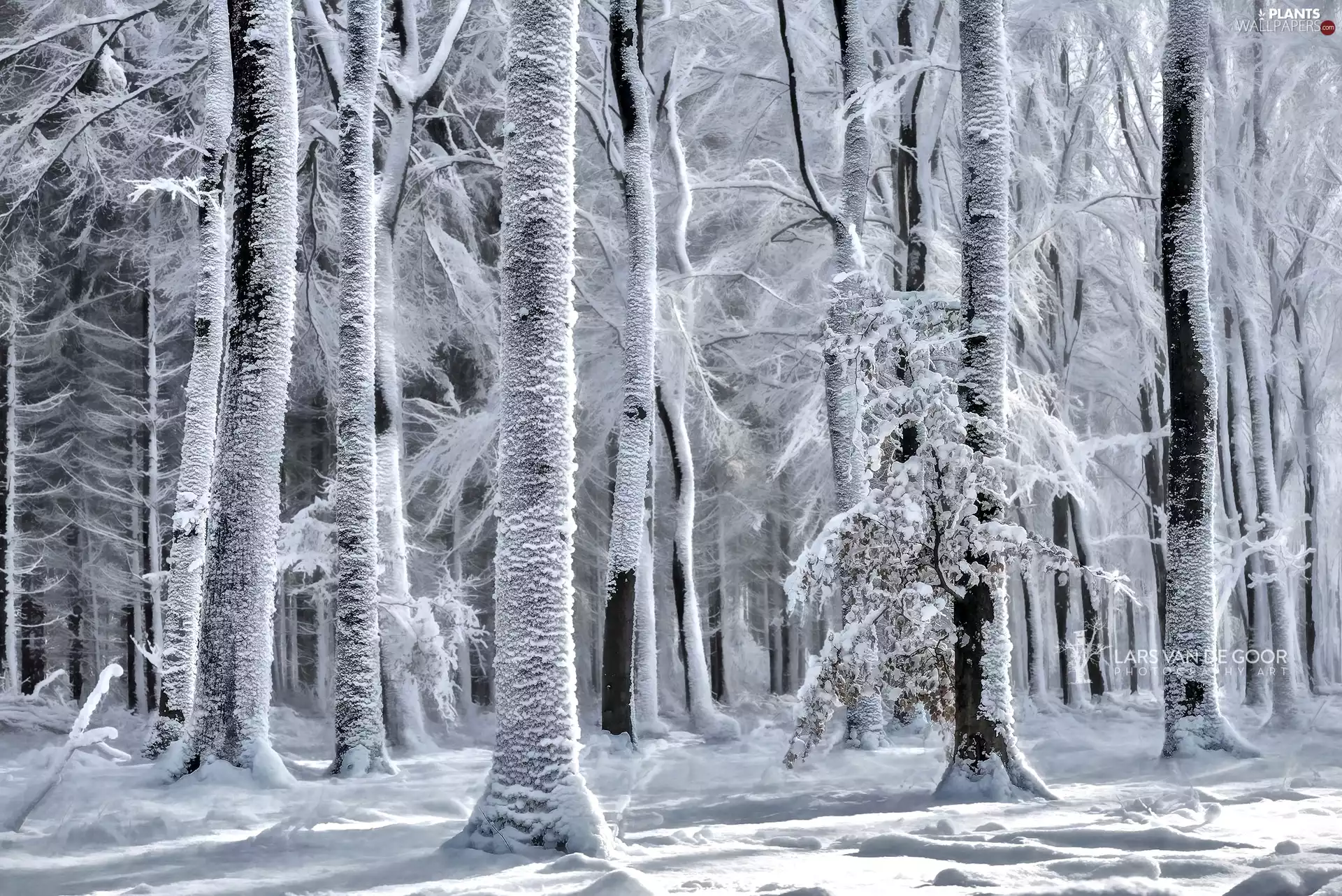 trees, viewes, forest, light breaking through sky, winter
