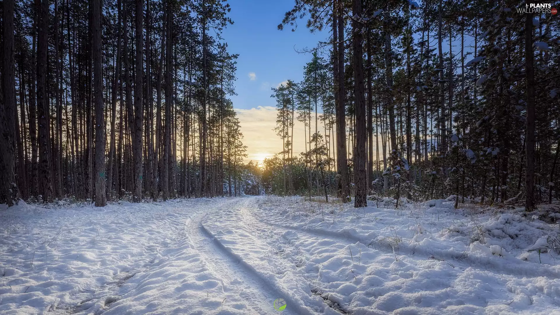trees, viewes, forest, car in the meadow, winter