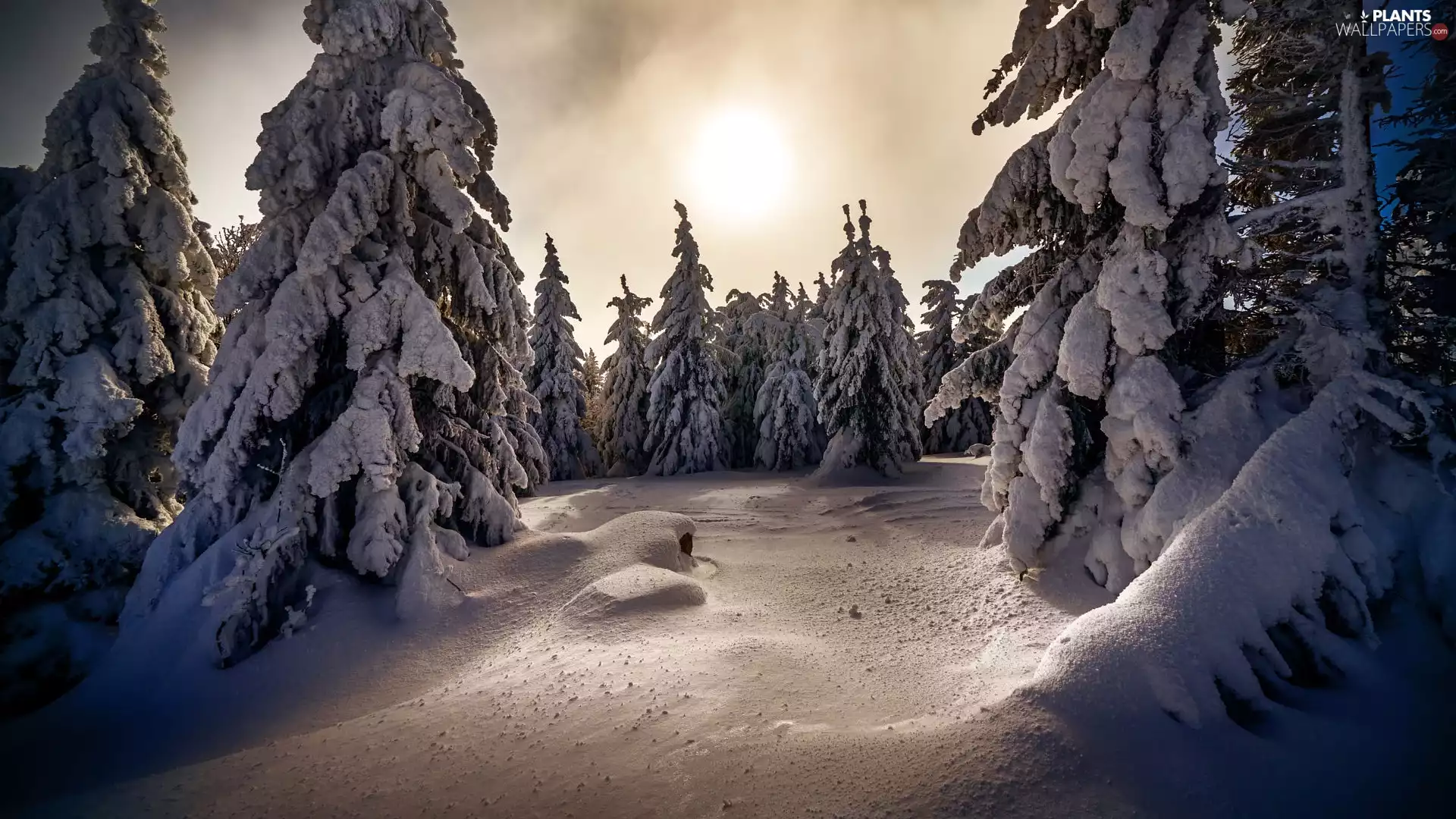 Snowy, snowy, viewes, winter, trees, forest