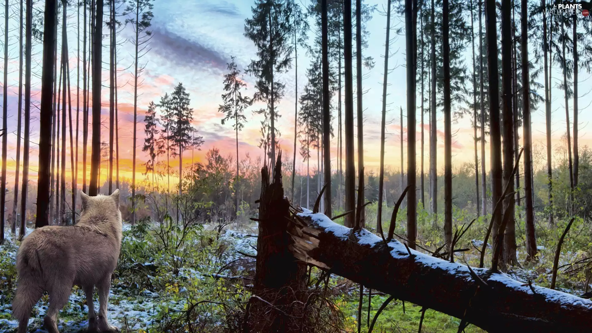 viewes, winter, forest, trees, Wolf