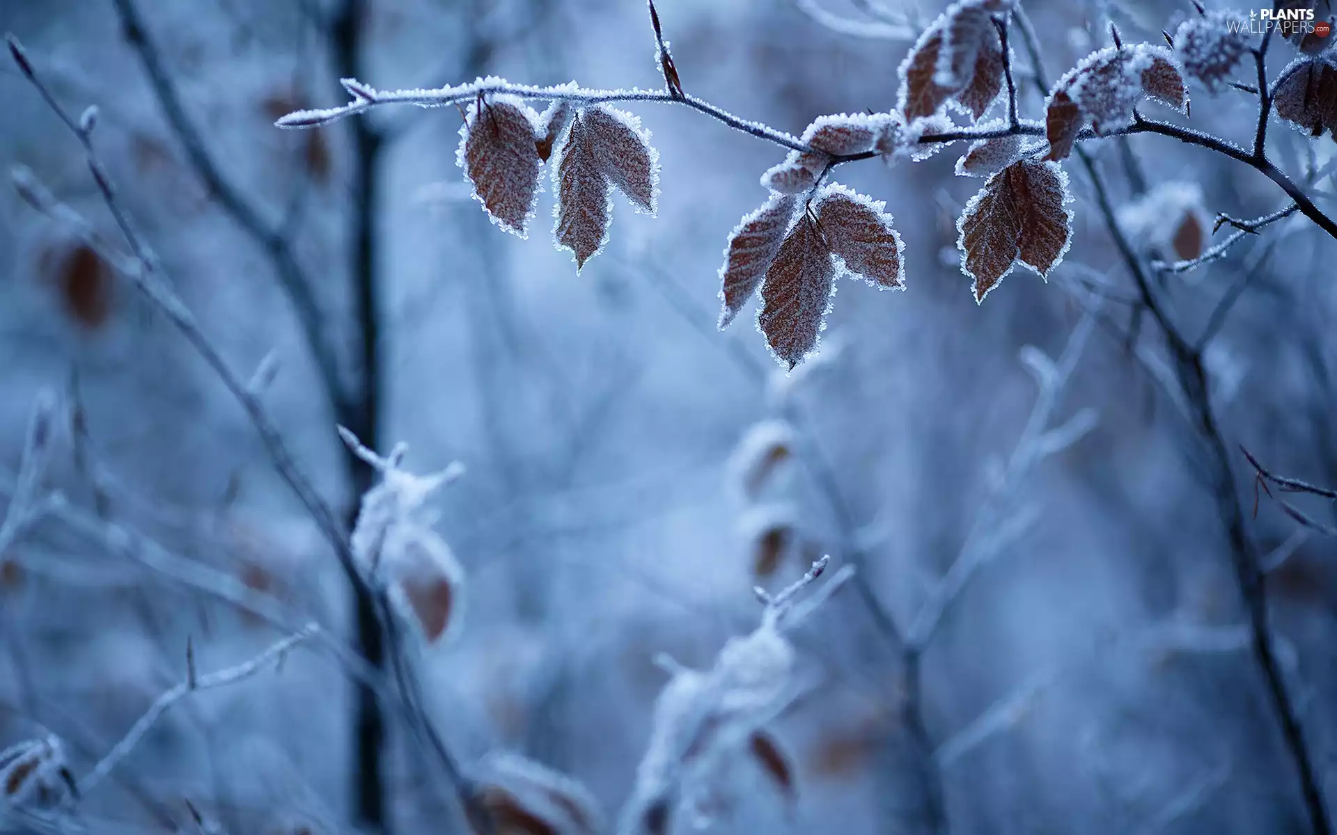 forest, winter, frosty, Leaf, branch