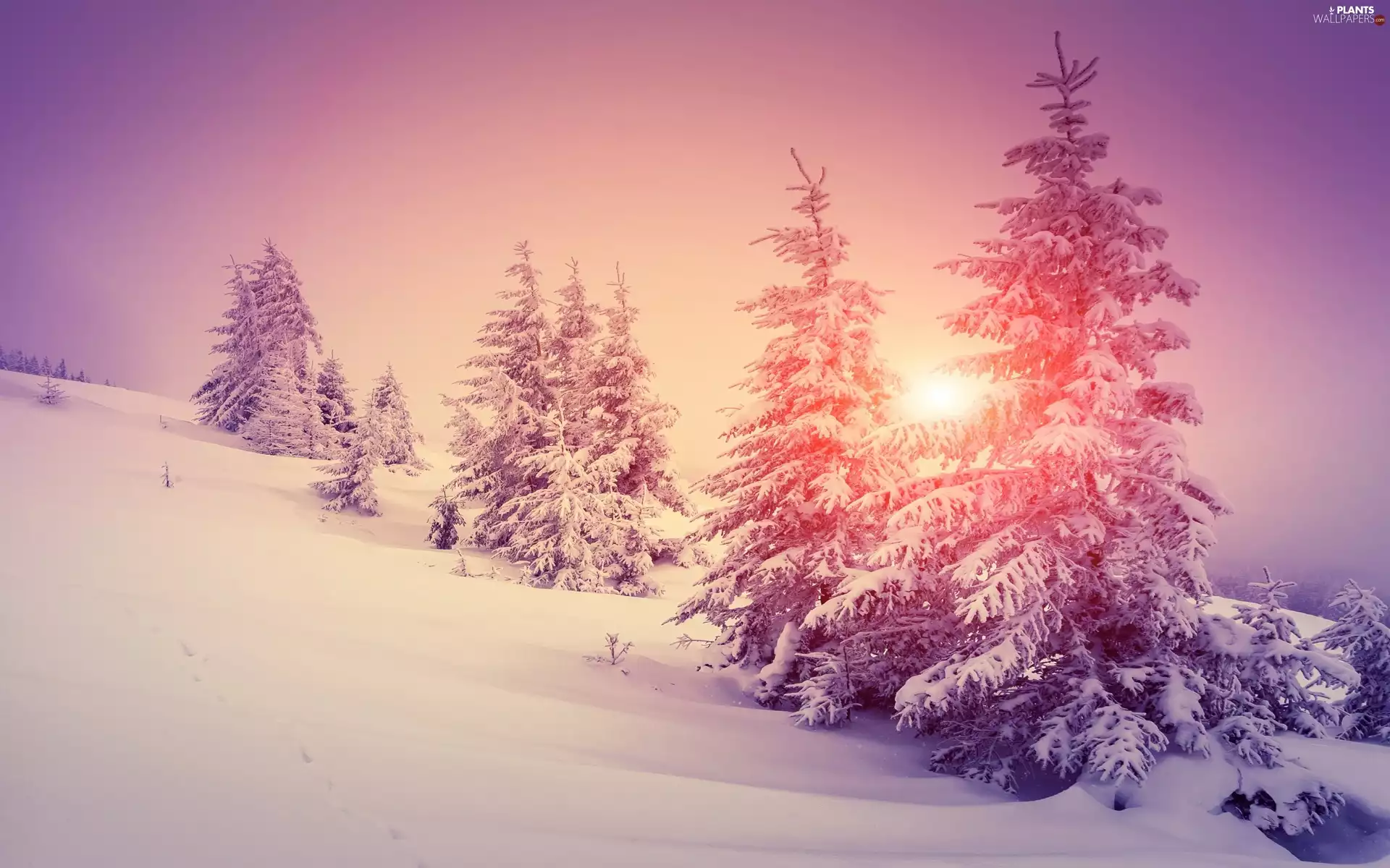 viewes, Great Sunsets, winter, trees, Hill