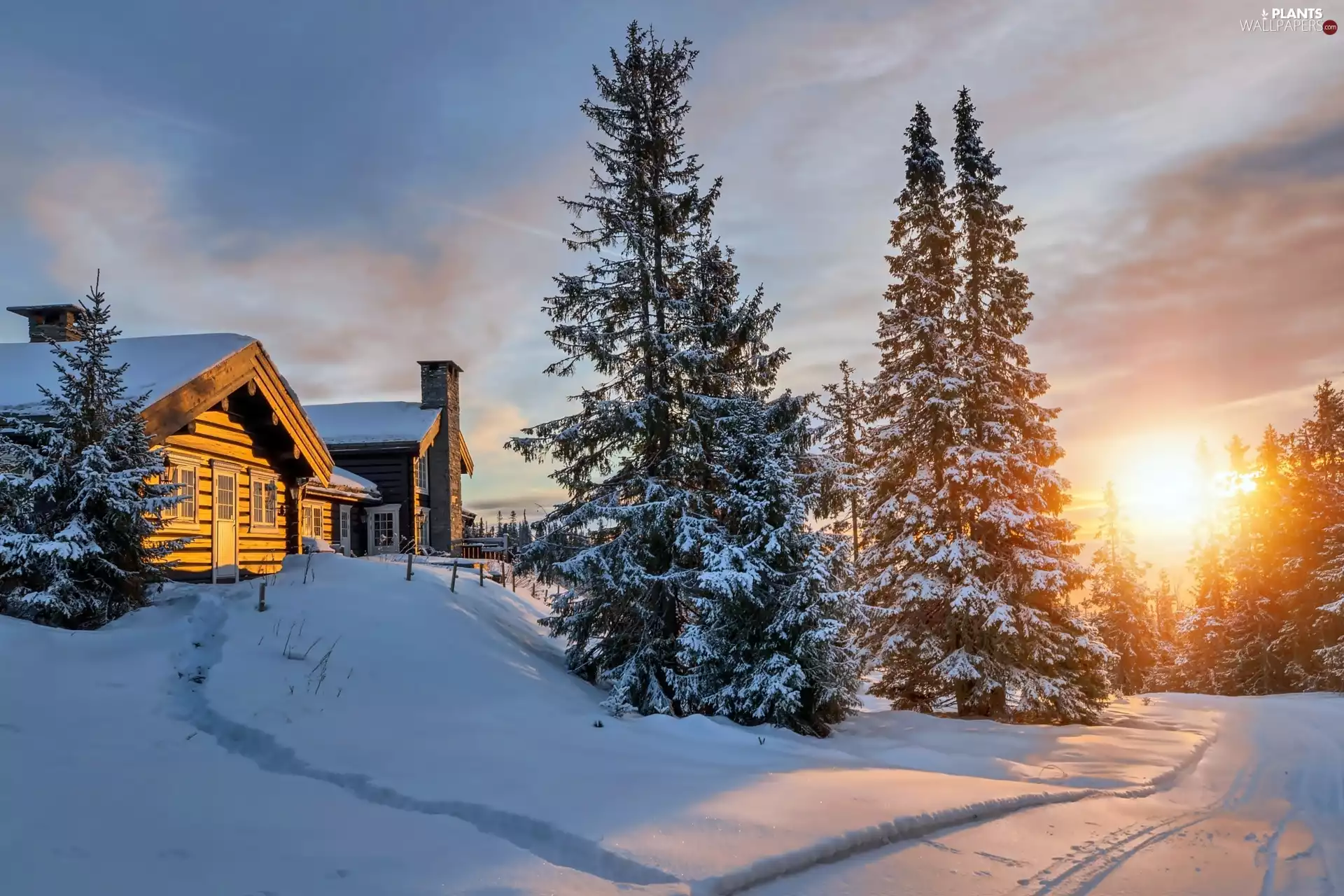 house, Spruces, Sunrise, winter