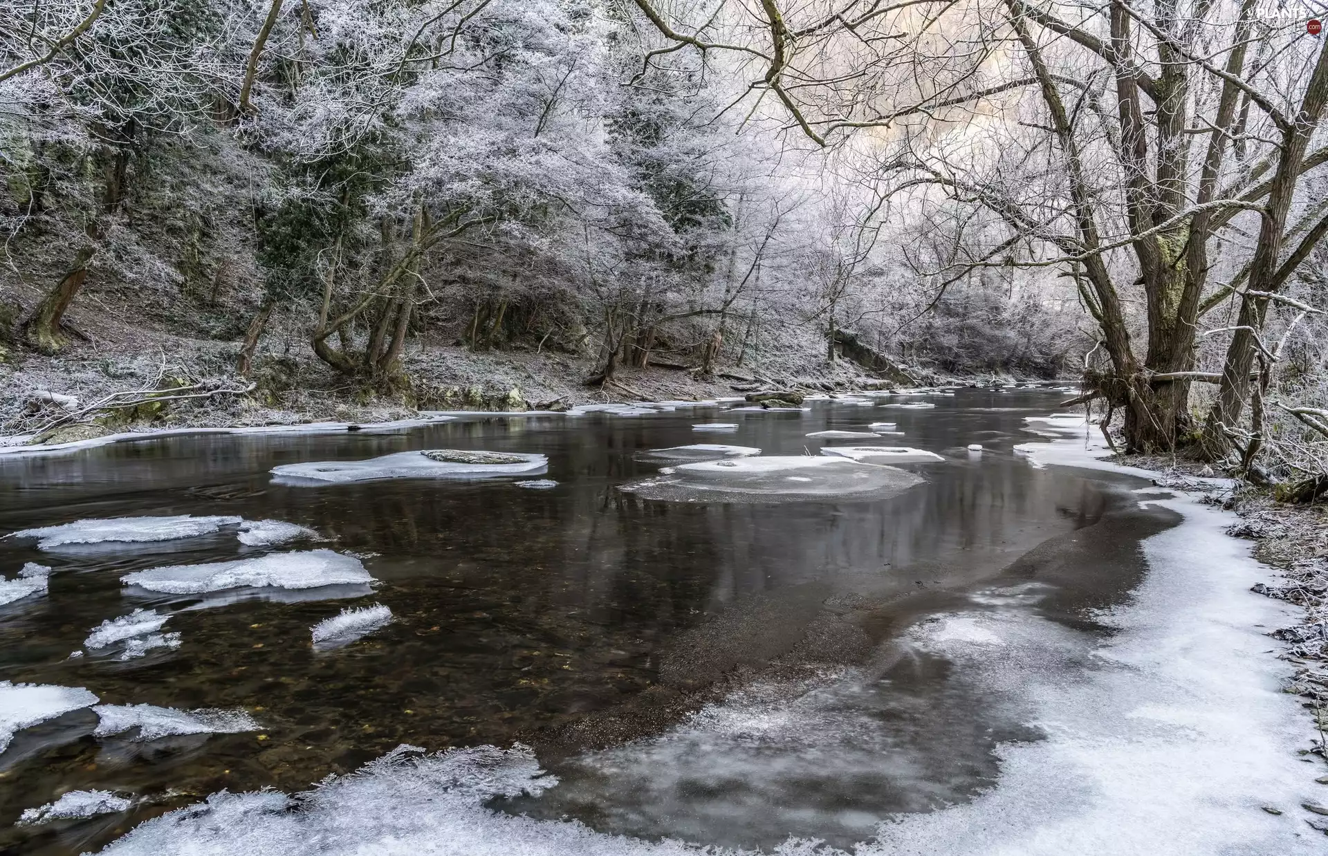 trees, River, forest, winter, viewes, Icecream