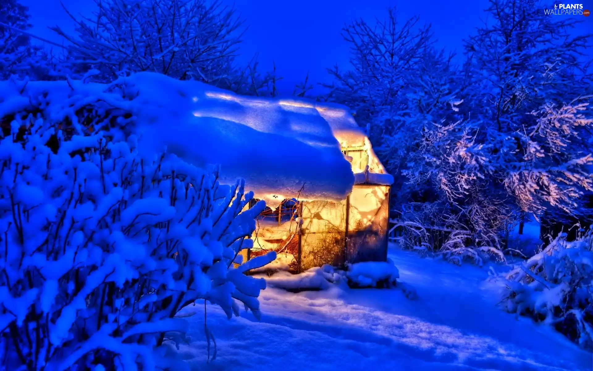 cote, mountains, viewes, winter, trees, illuminated