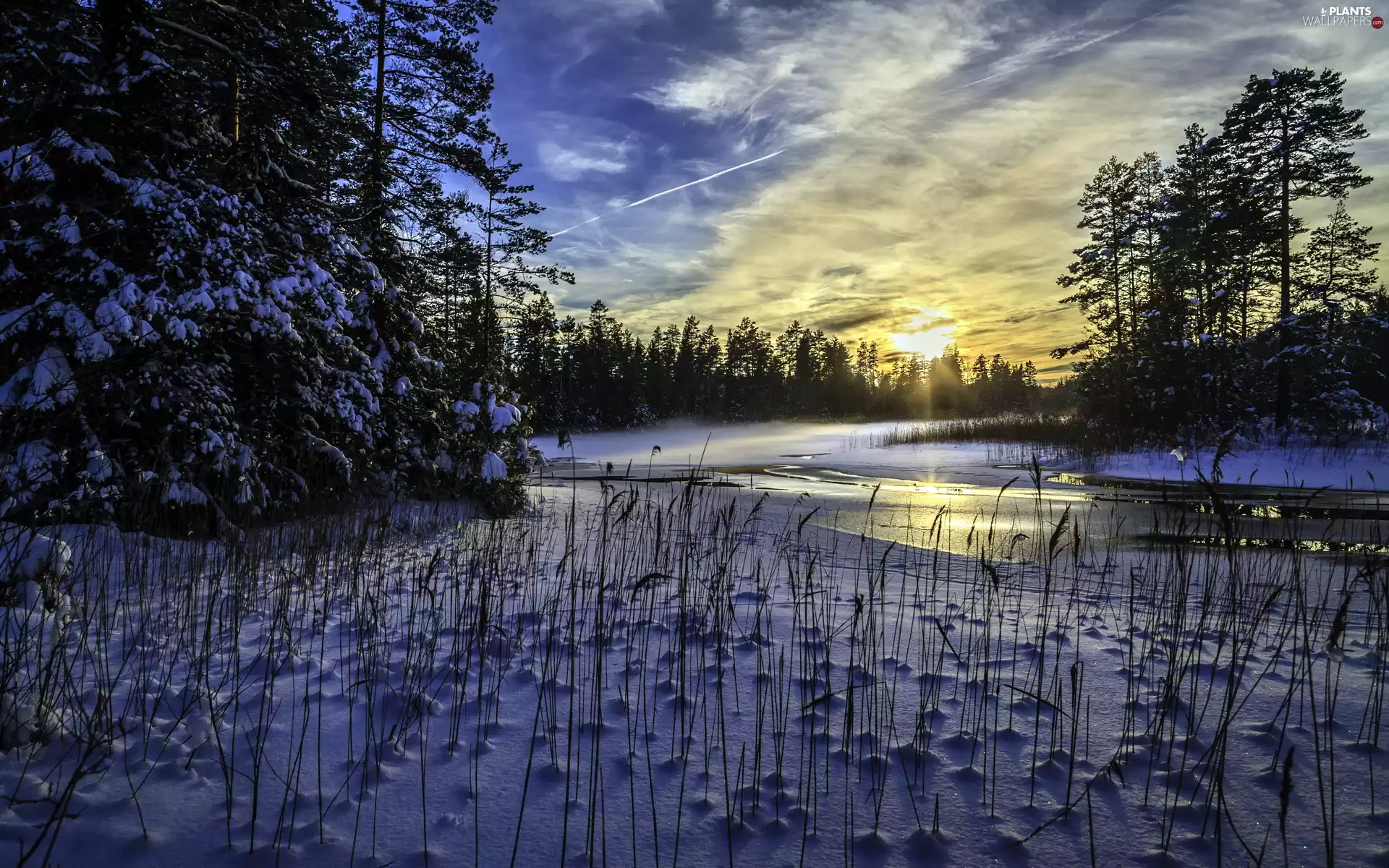 viewes, winter, lake, trees, Sunrise