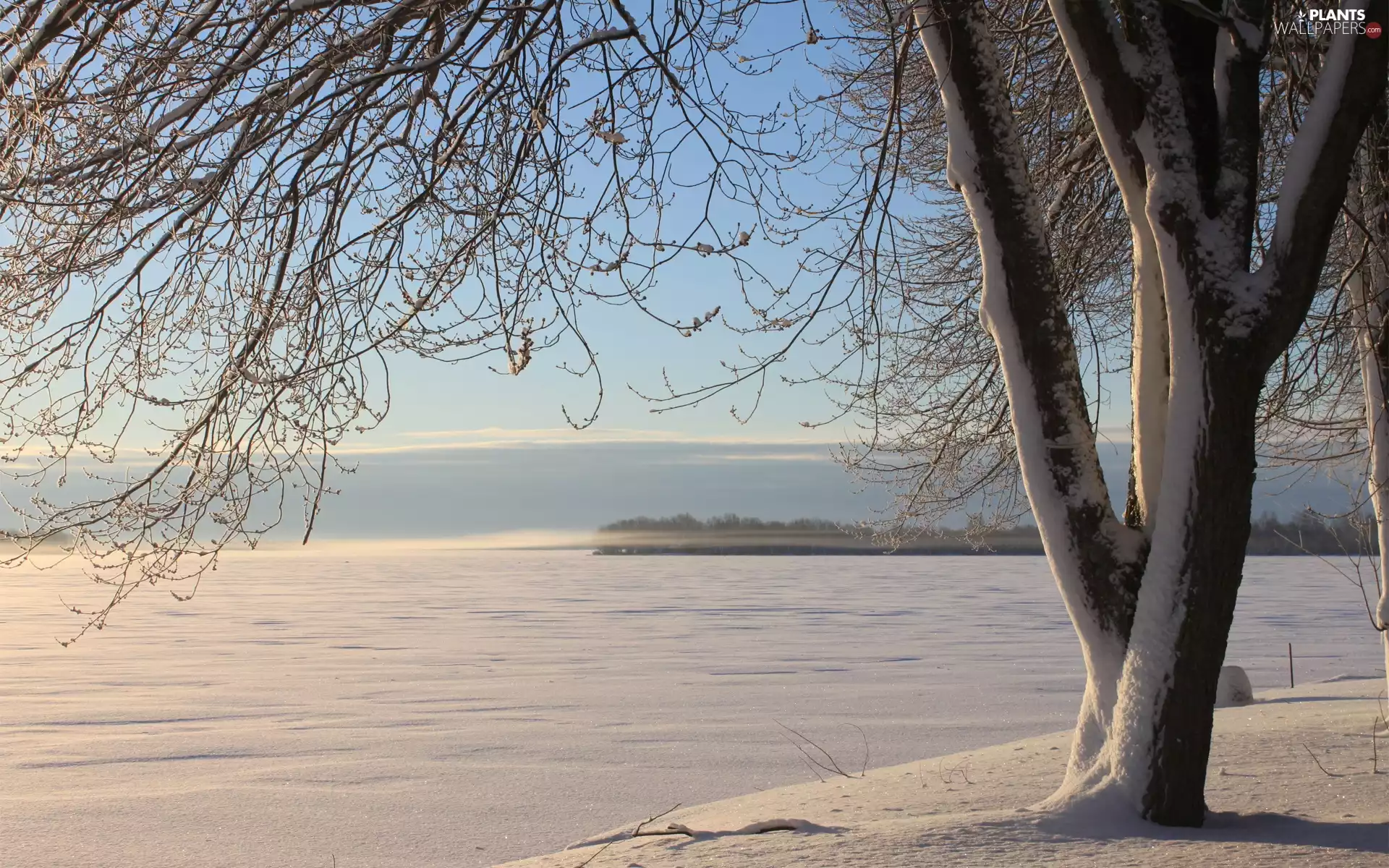 winter, trees, lake