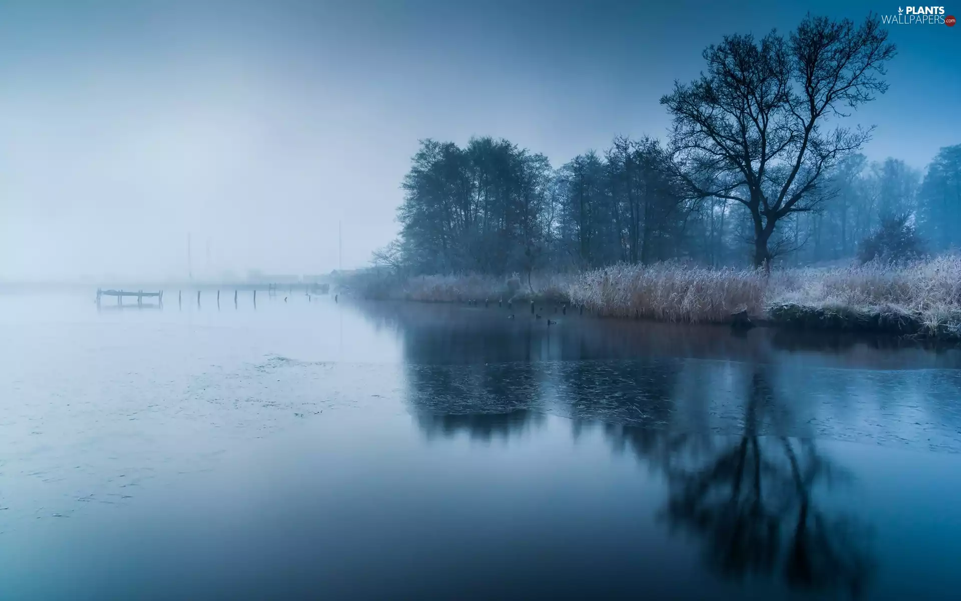 grass, frozen, viewes, winter, trees, lake