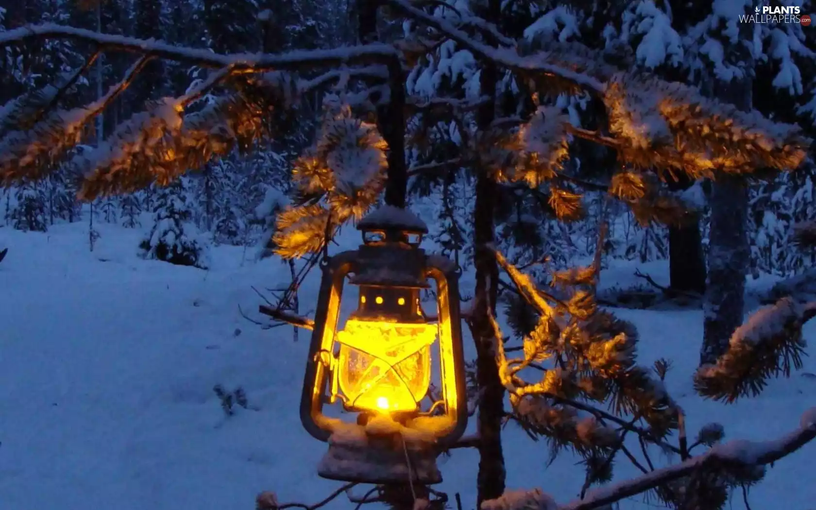 trees, winter, Lamp, illuminated, forest