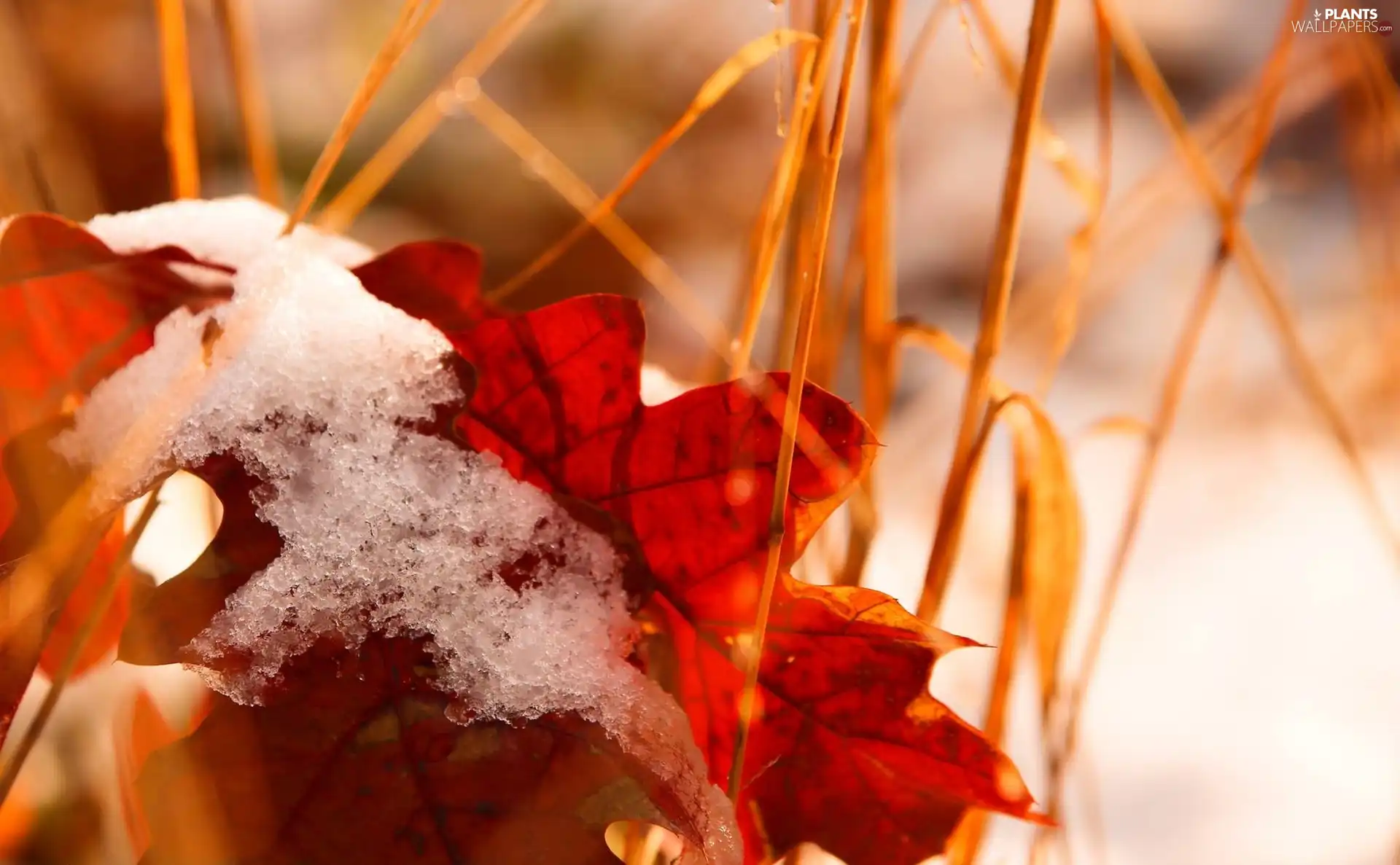 leaf, winter