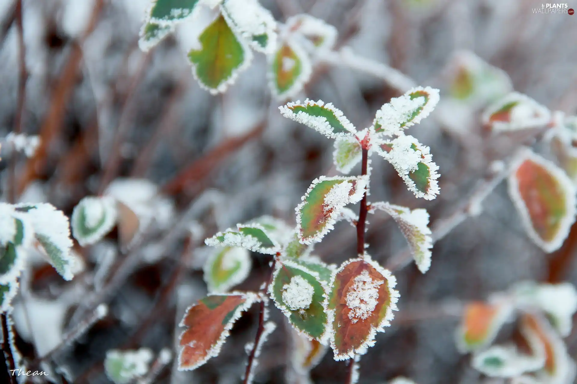 leaves, rime, winter, Frost