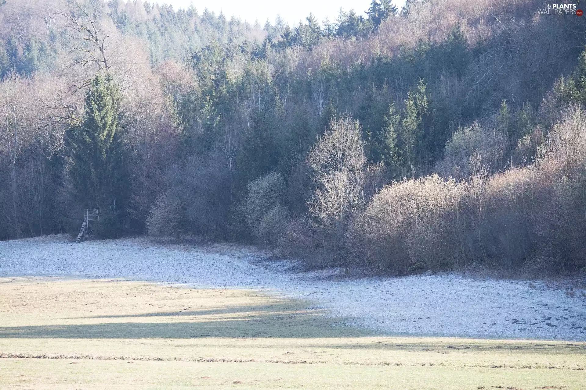 forest, frosted, viewes, winter, trees, Meadow