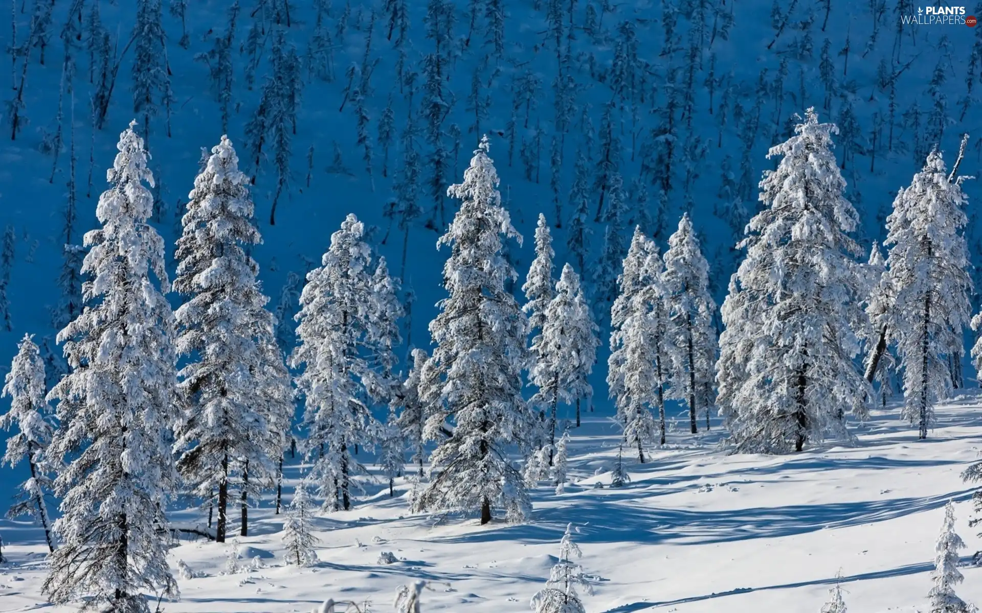 mountains, viewes, winter, trees