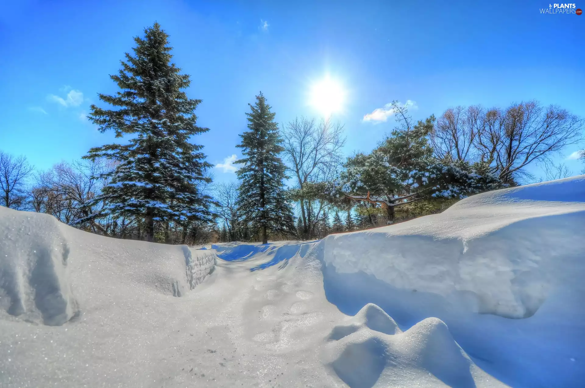 viewes, rays of the Sun, Park, trees, winter