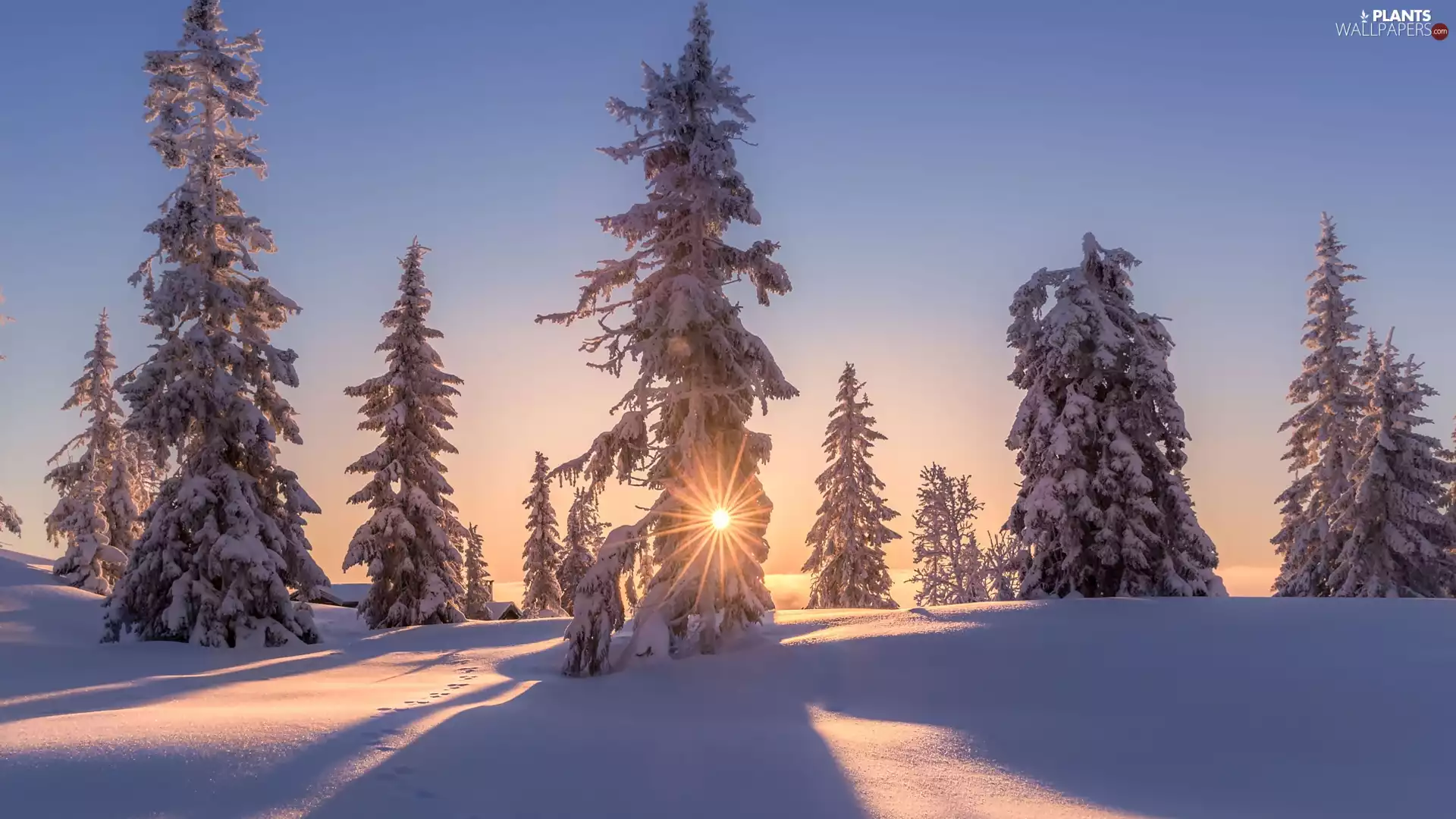 viewes, rays of the Sun, Snowy, trees, winter