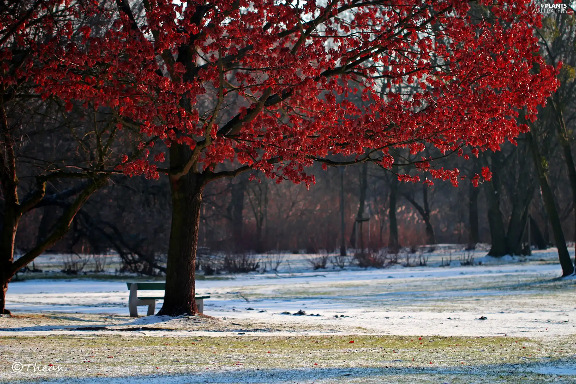 winter, Park, Red, Leaf, trees