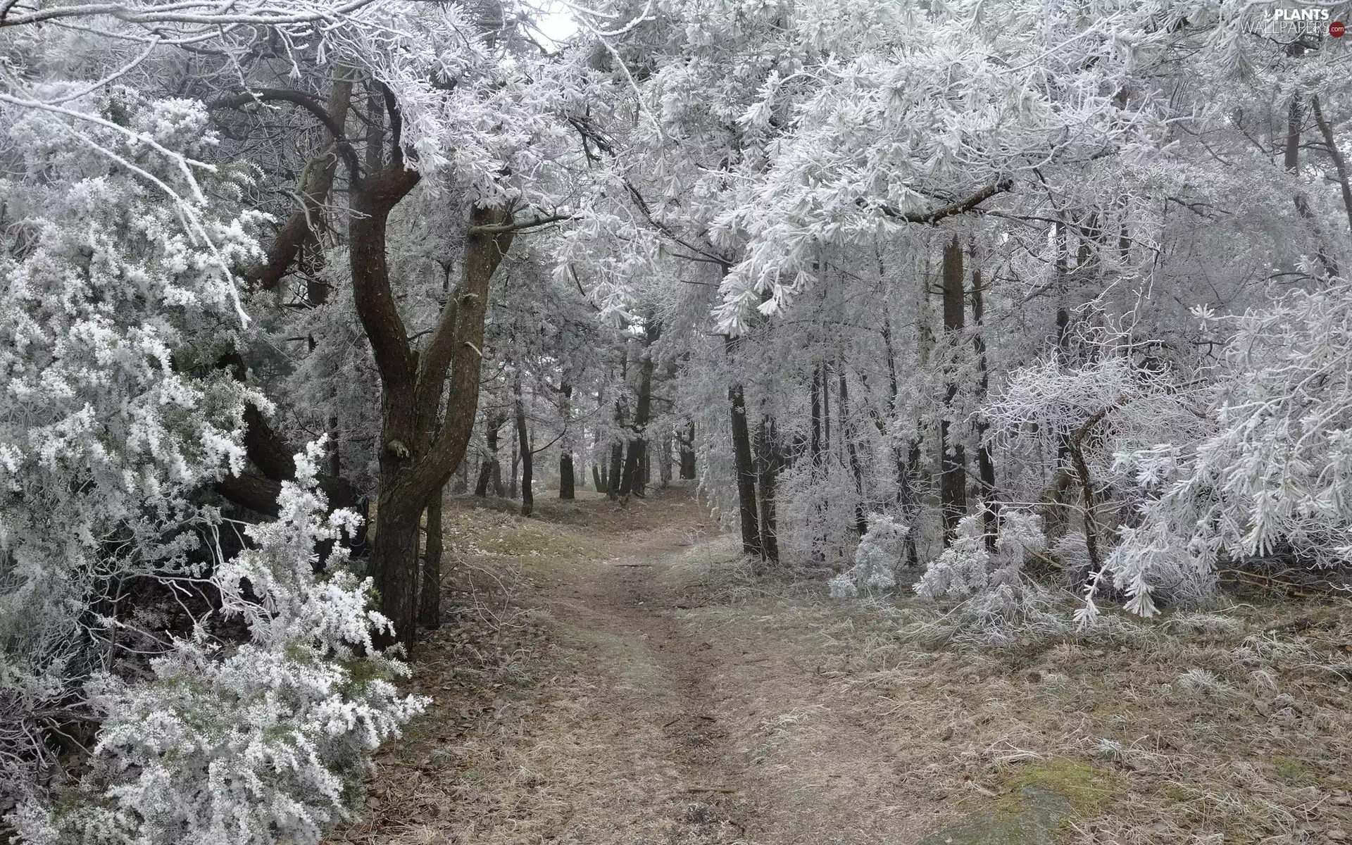 frozen, forest, viewes, winter, trees, Path