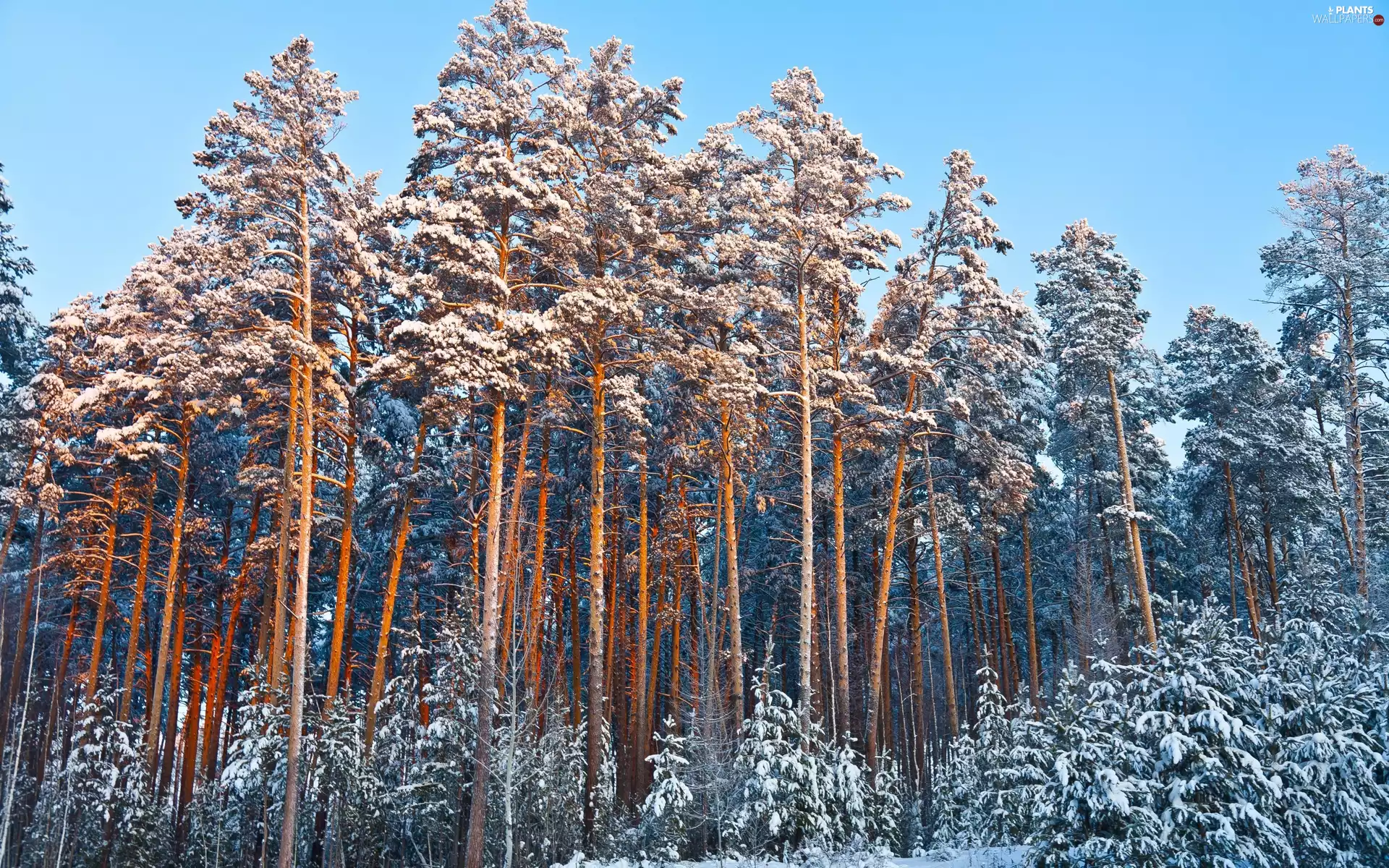 winter, forest, pine