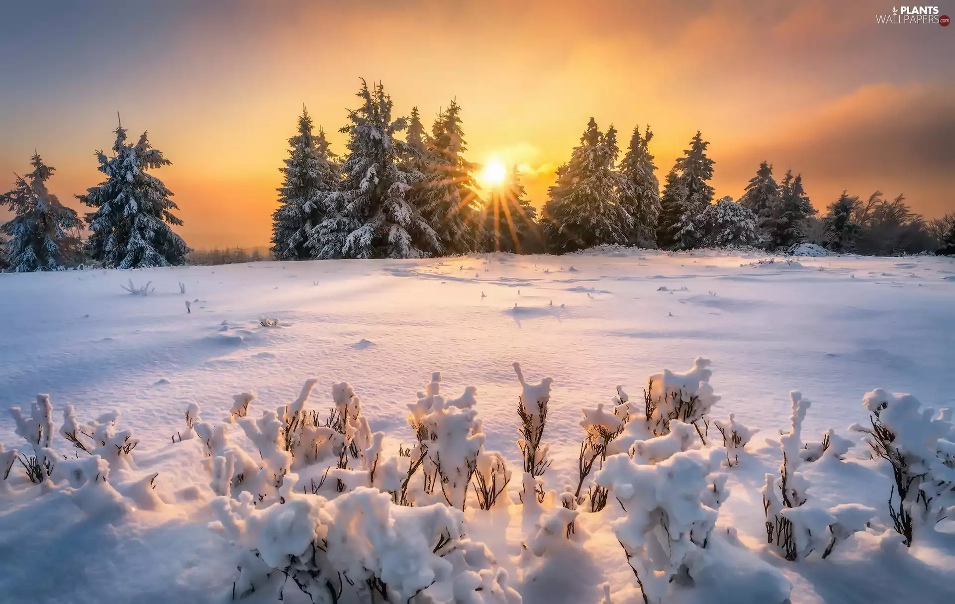 viewes, Plants, rays of the Sun, trees, winter