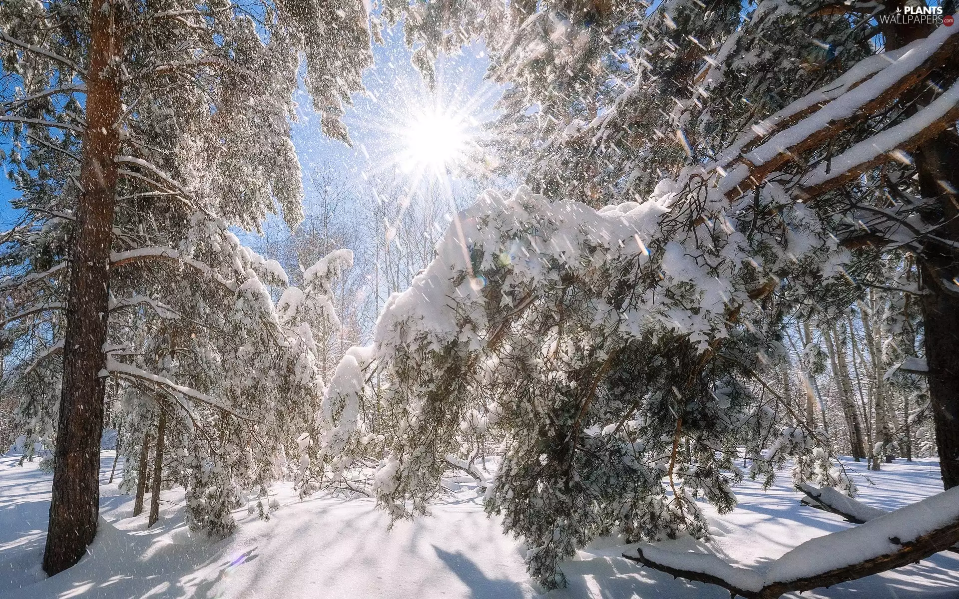 Snowy, trees, snow, viewes, incident, forest, winter, rays of the Sun