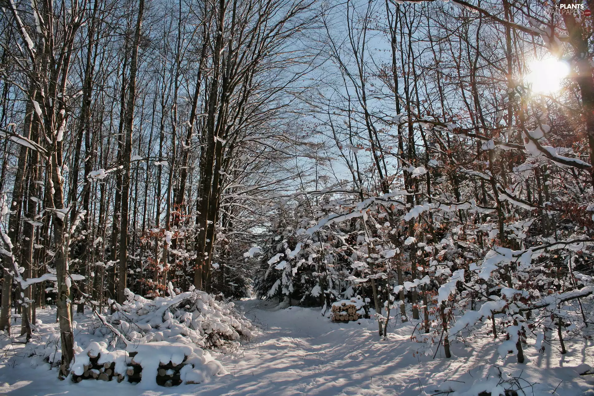 trees, viewes, rays of the Sun, Path, snow, forest, winter, branch pics