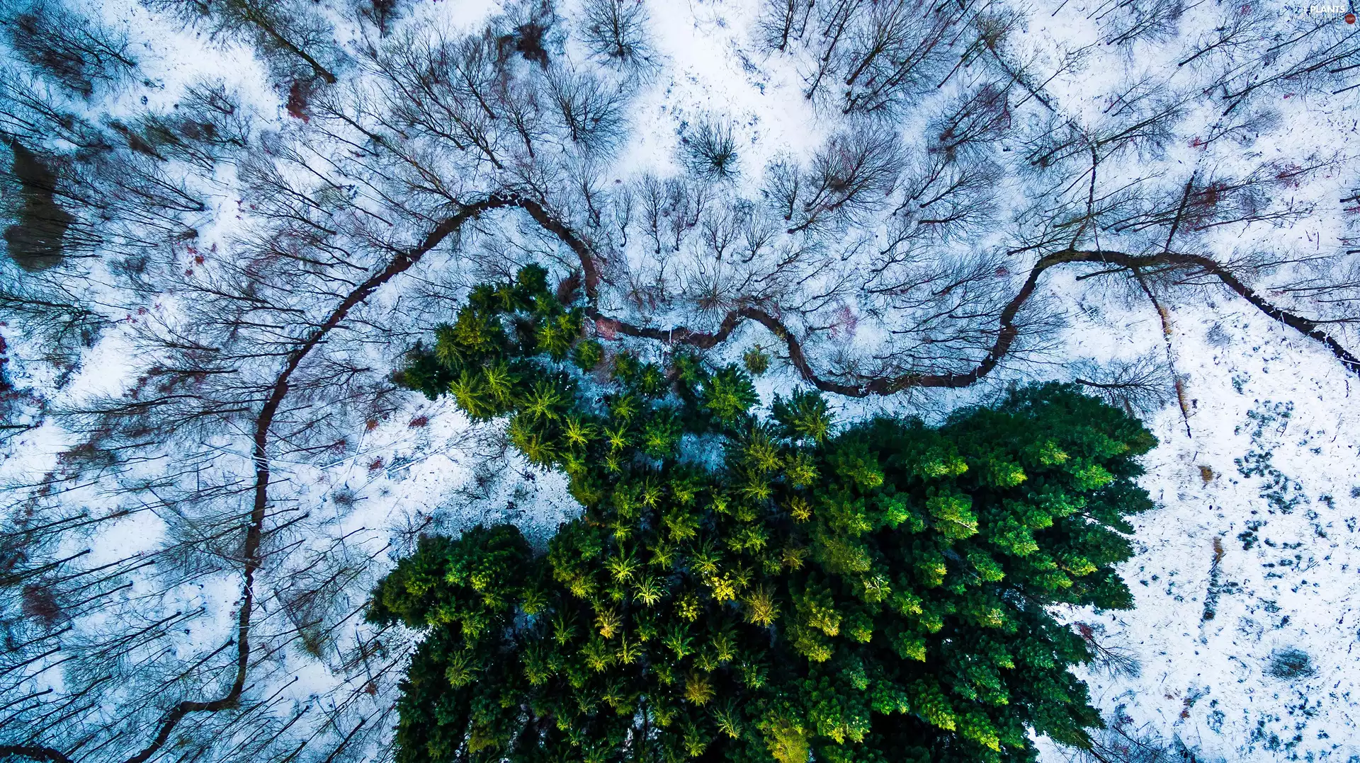 viewes, Aerial View, winter, trees, River