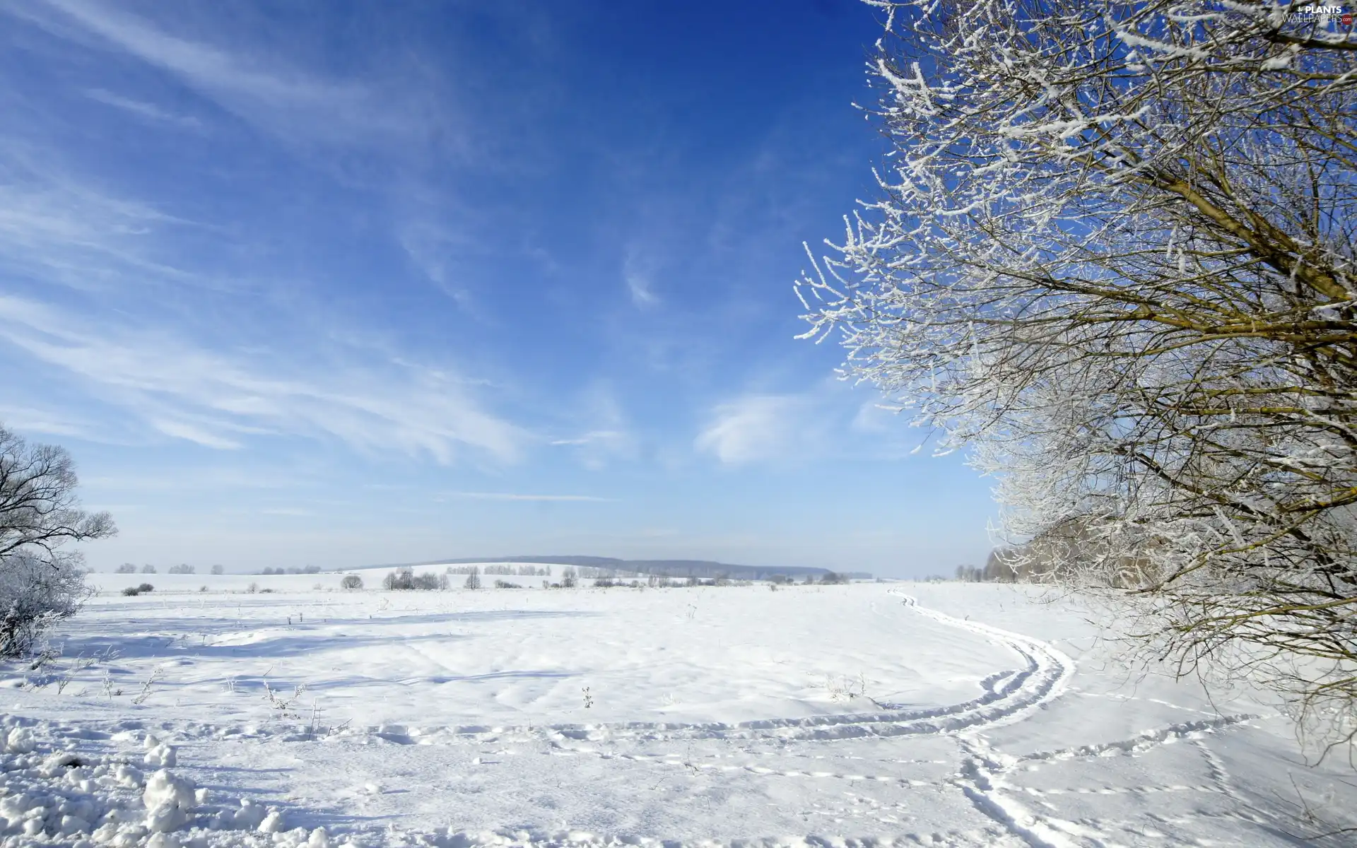 Sky, snow, winter, trees